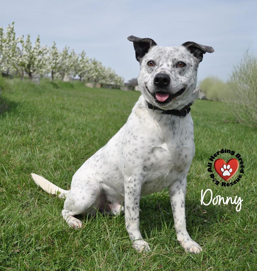 Enlarge Donnie, a Adoptable mixed breed in Joliet, IL image 1/3