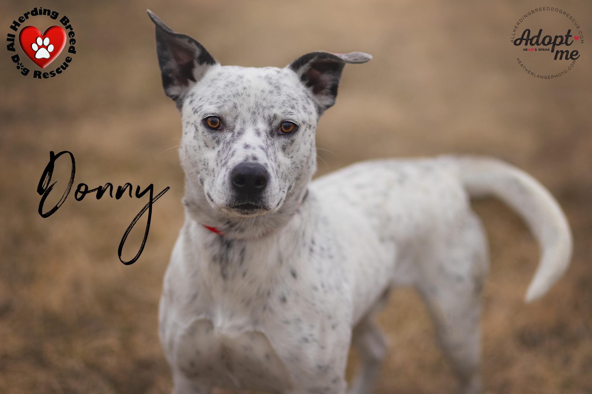 Donnie, a Adoptable mixed breed in Wauconda, IL image 1/3