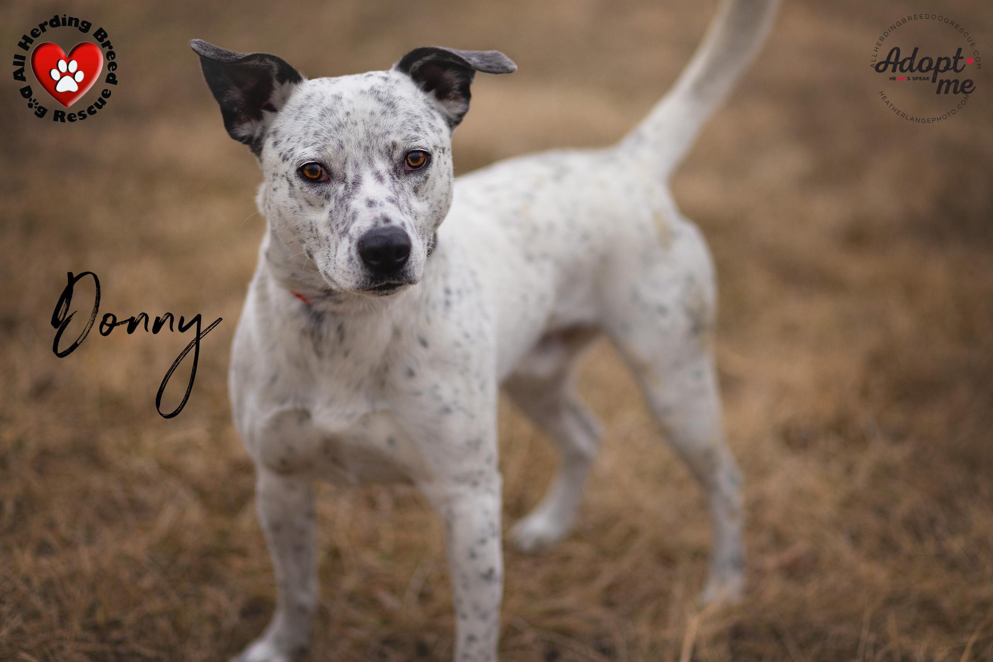 Donnie, a Adoptable mixed breed in Wauconda, IL image 2/3