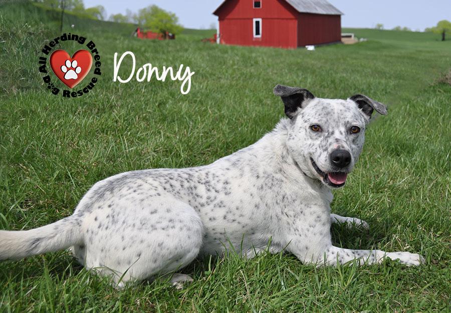 Enlarge Donnie, a Adoptable mixed breed in Joliet, IL image 3/3