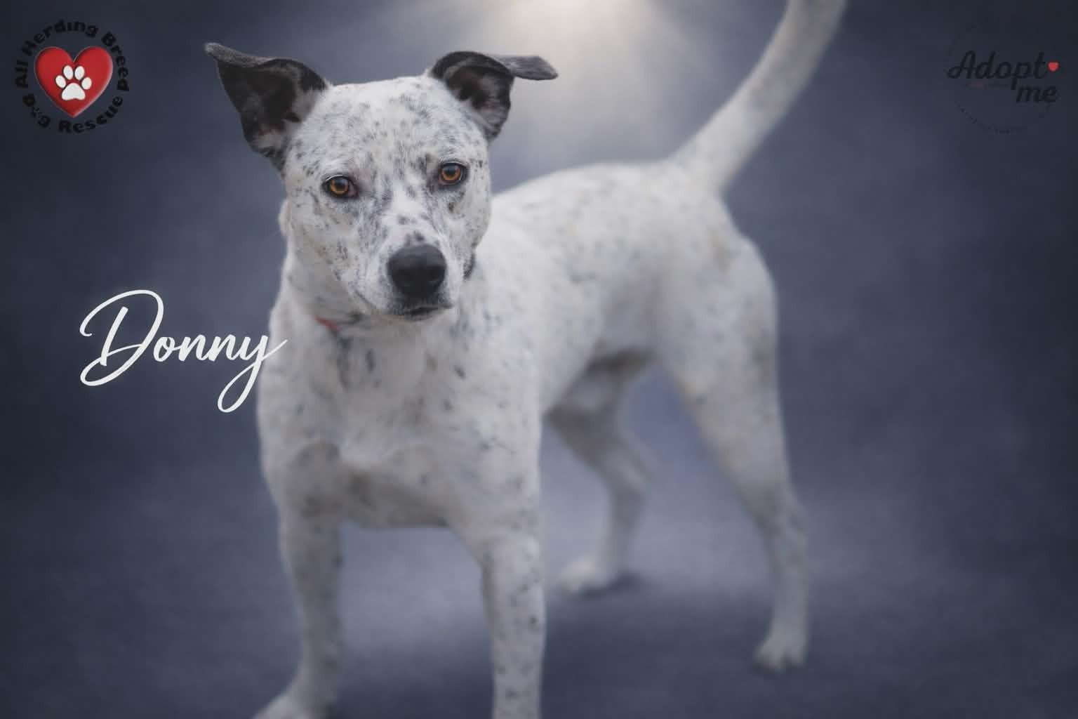Donnie, Adoptable, Adult Male Cattle Dog & Dalmatian.