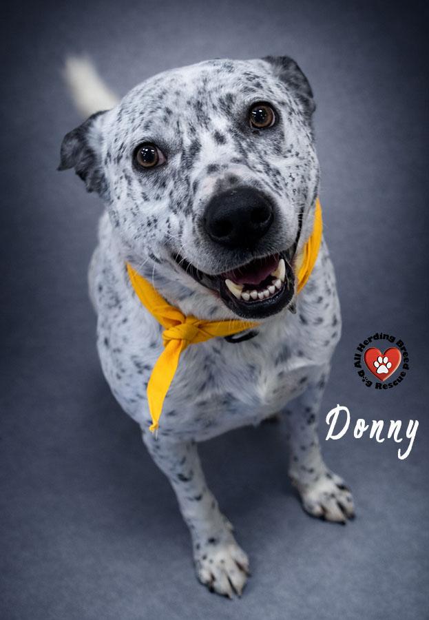 Donnie, a Adoptable mixed breed in Joliet, IL image 4/4