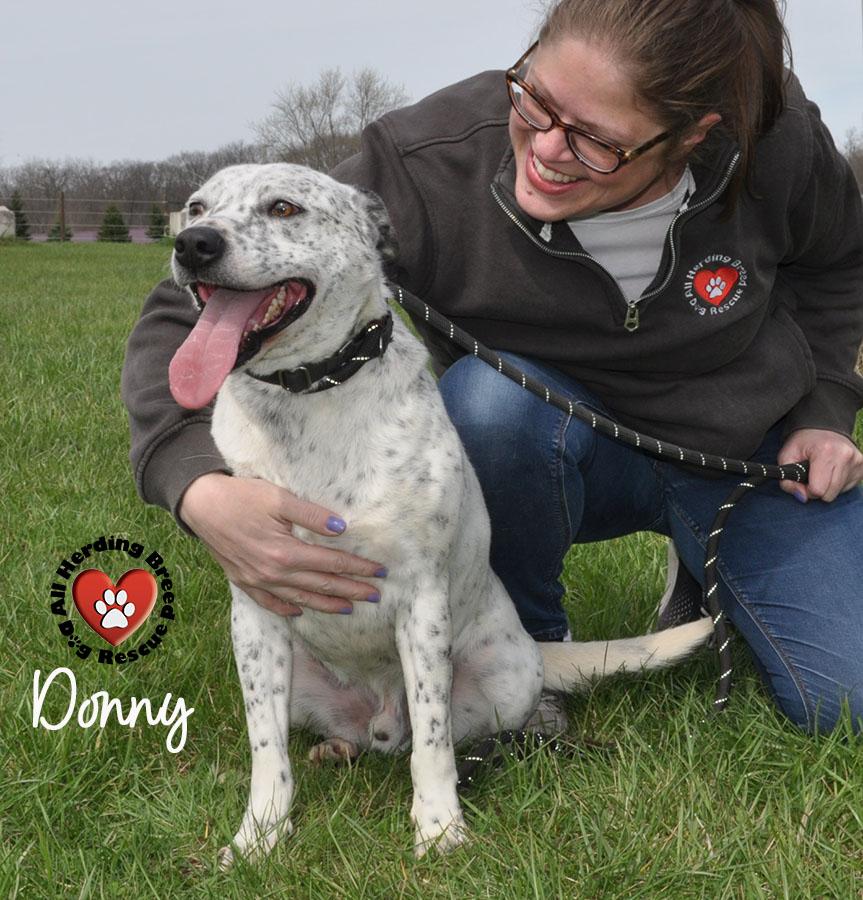 Enlarge Donnie, a Adoptable mixed breed in Joliet, IL image 2/3