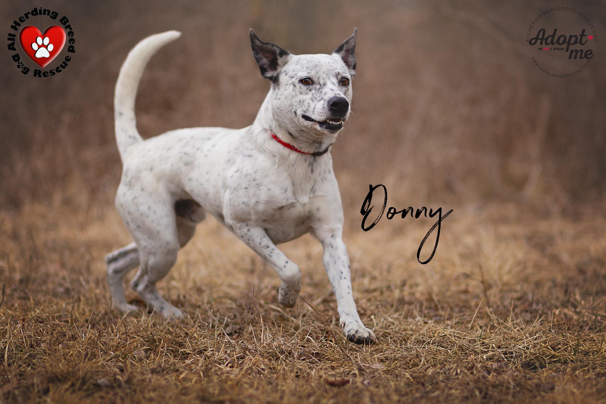 Donnie, a Adoptable mixed breed in Wauconda, IL image 3/3