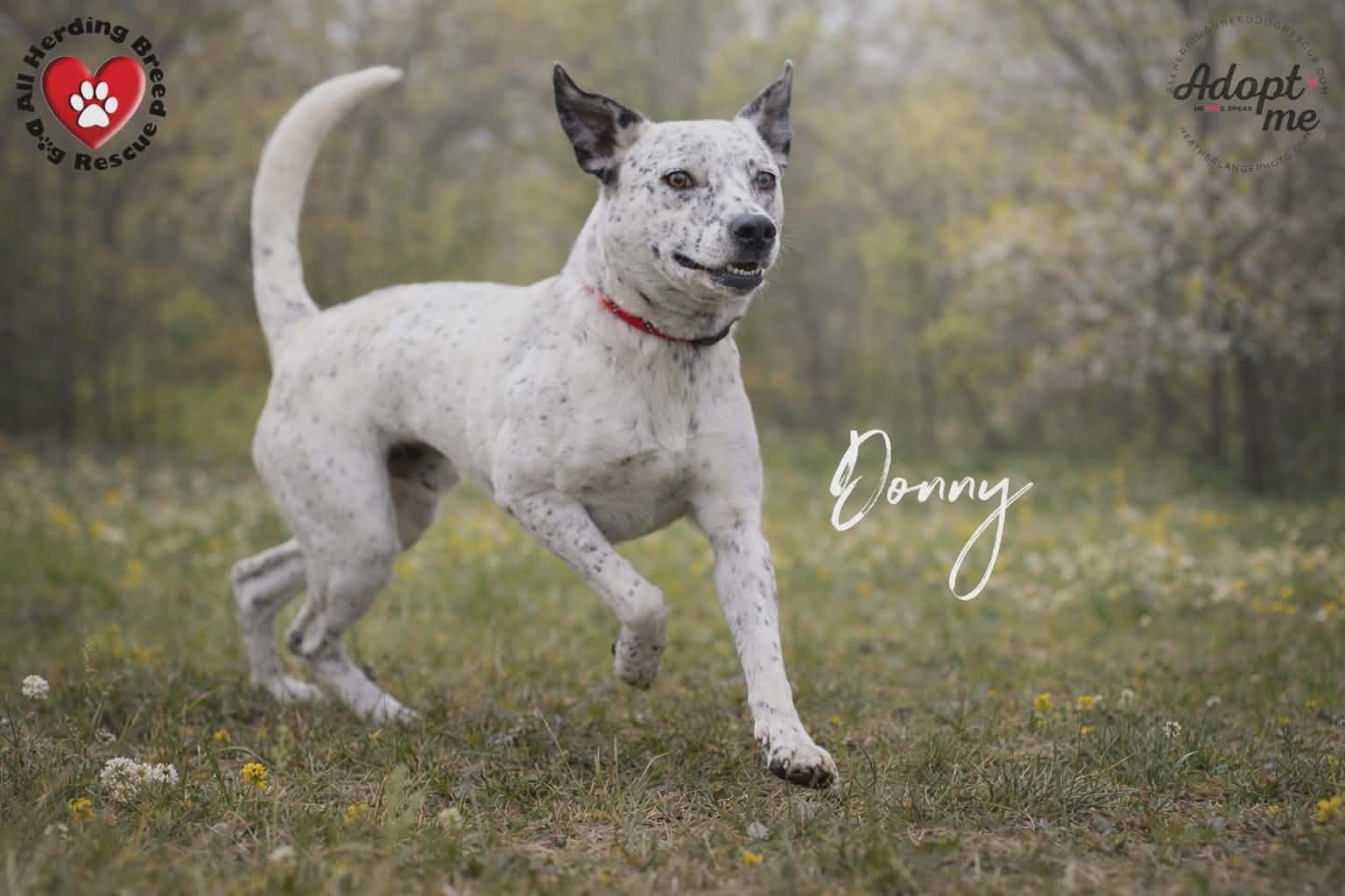 Enlarge Donnie, a Adoptable mixed breed in Joliet, IL image 2/3