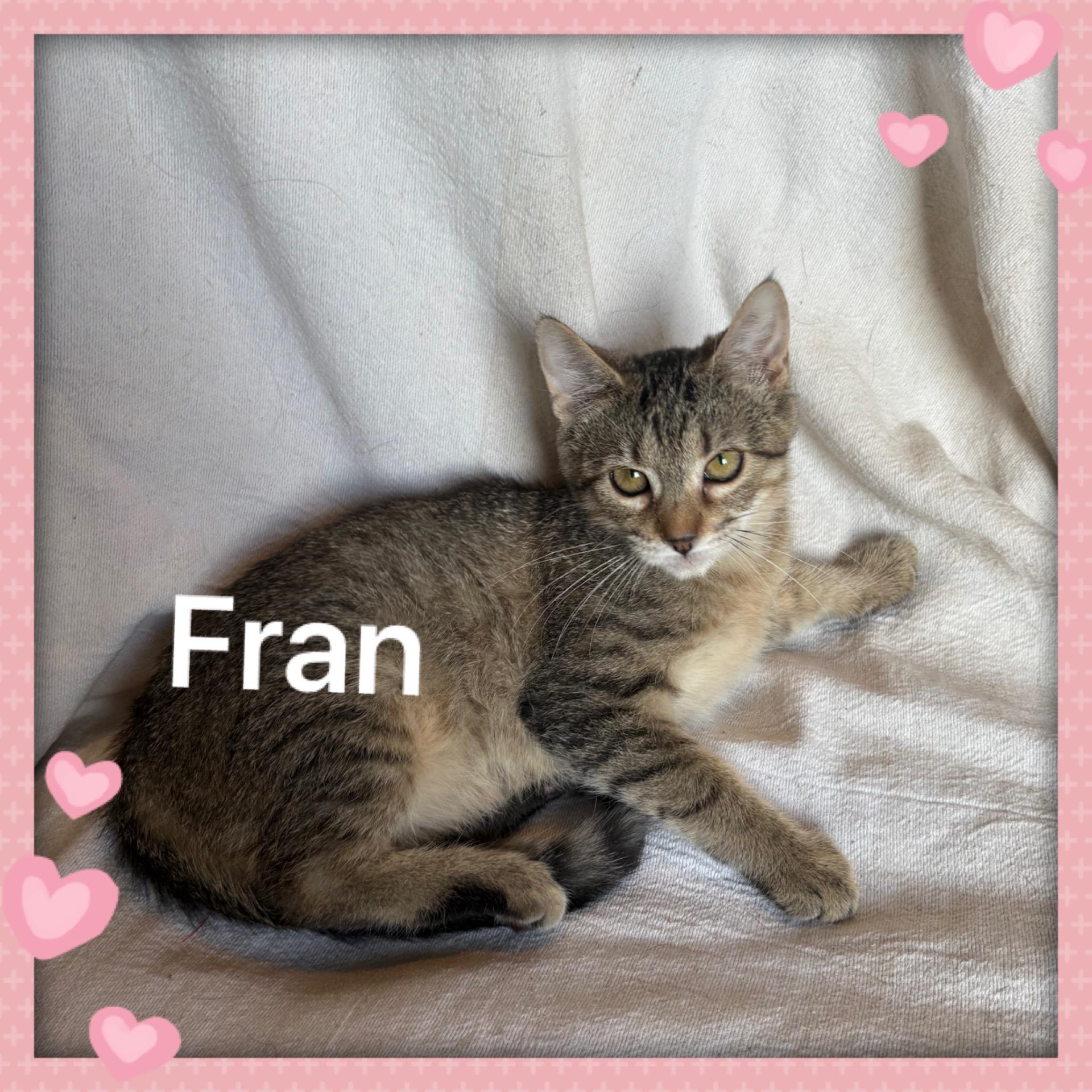 Enlarge Fran, a ADOPTABLE Tabby in Lebanon, MO image 1/1