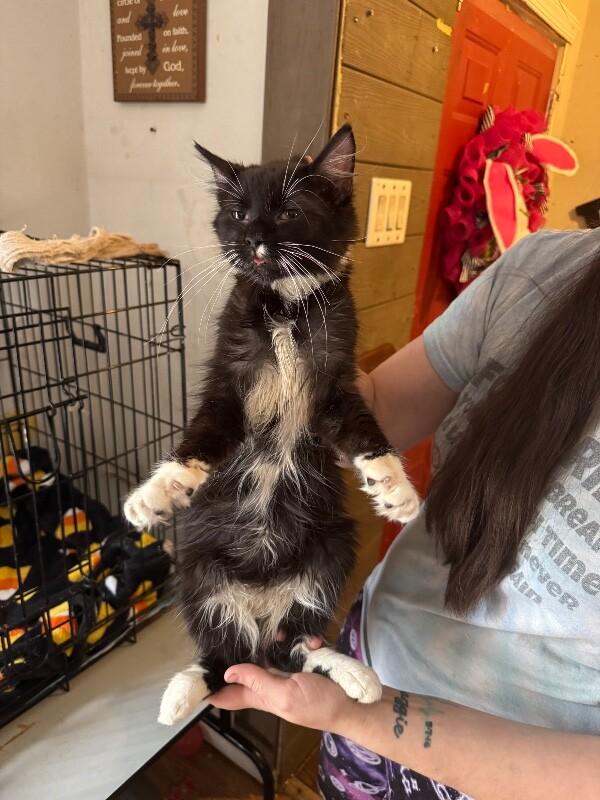 Dr. "Julius" No, Adoptable, Adult Male Tuxedo.