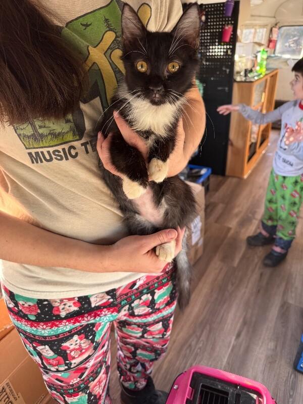 Dr. "Julius" No, Adoptable, Young Male Tuxedo.