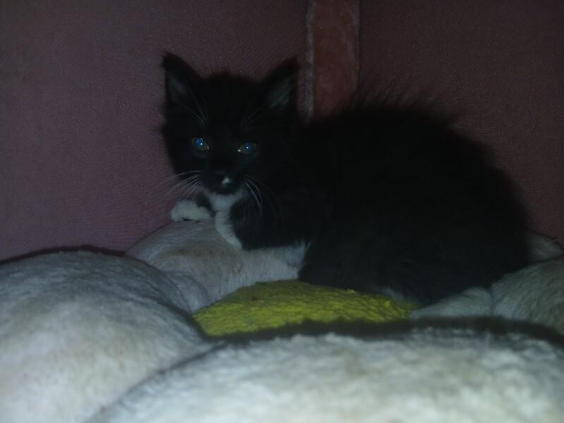 Enlarge Dr. "Julius" No, a Adoptable Tuxedo in Partlow, VA image 3/4
