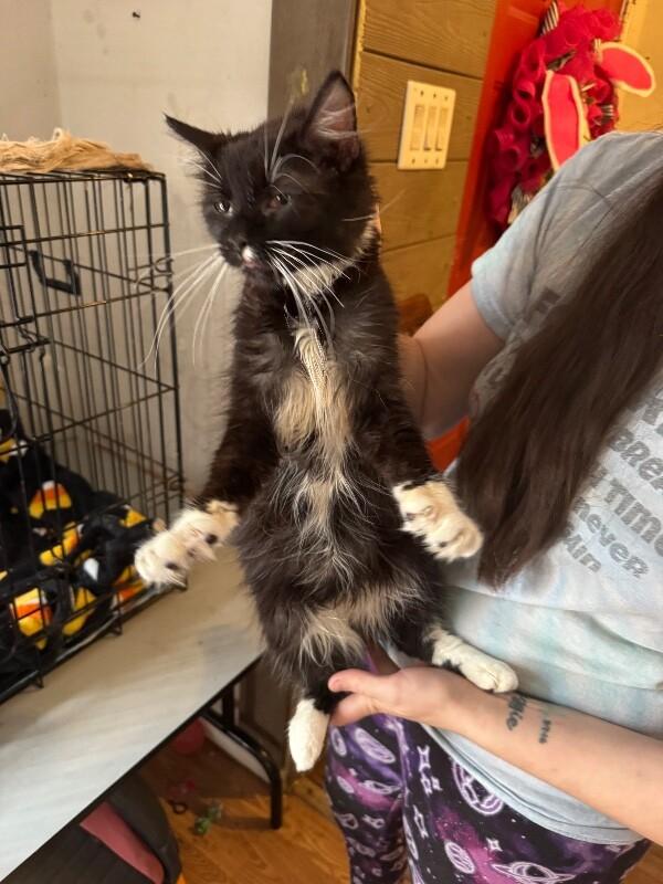 Enlarge Dr. "Julius" No, a Adoptable Tuxedo in Partlow, VA image 4/4