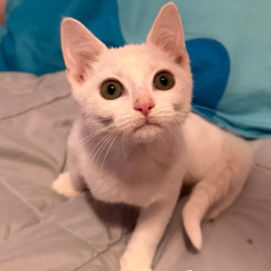 Toad, Adoptable, Kitten Male Domestic Short Hair.