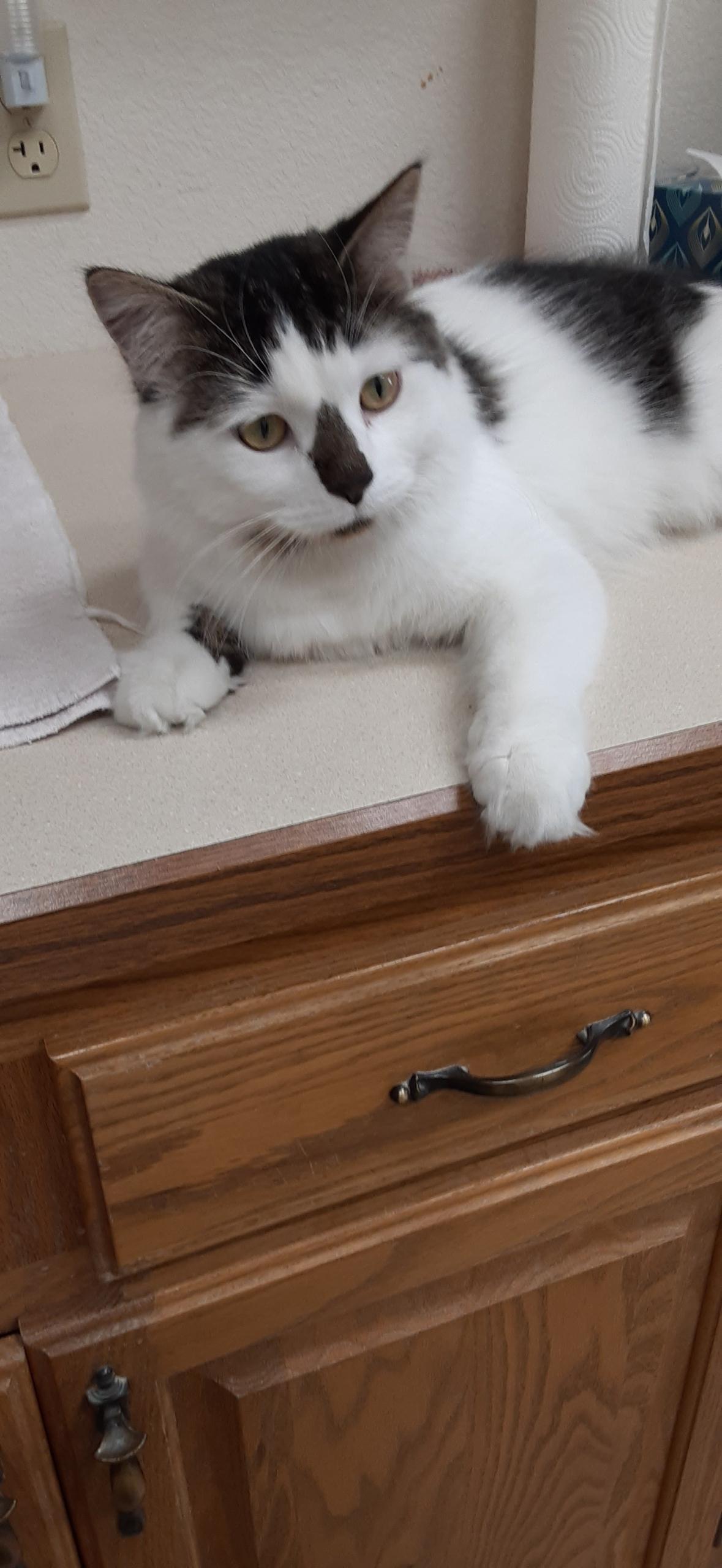 Jasper, an adoptable Domestic Long Hair in Wahpeton, ND, 58075 | Photo Image 2