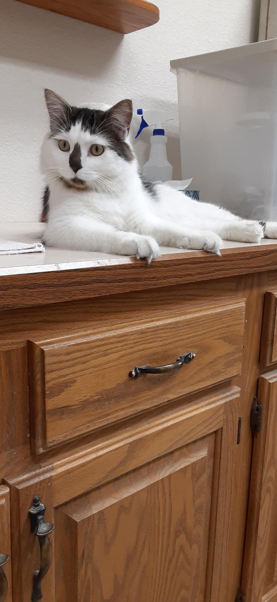Jasper, an adoptable Domestic Long Hair in Wahpeton, ND, 58075 | Photo Image 3