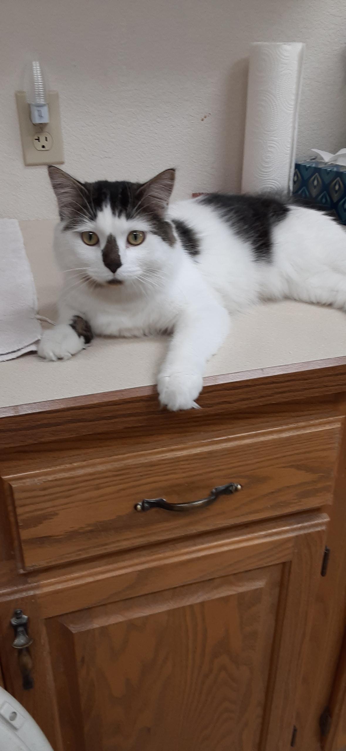 Jasper, an adoptable Domestic Long Hair in Wahpeton, ND, 58075 | Photo Image 4