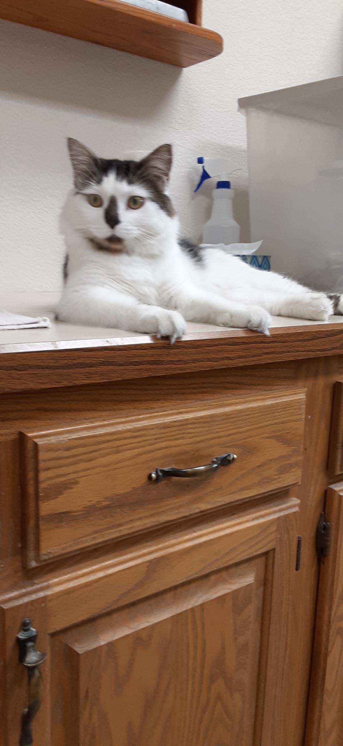 Jasper, an adoptable Domestic Long Hair in Wahpeton, ND, 58075 | Photo Image 1
