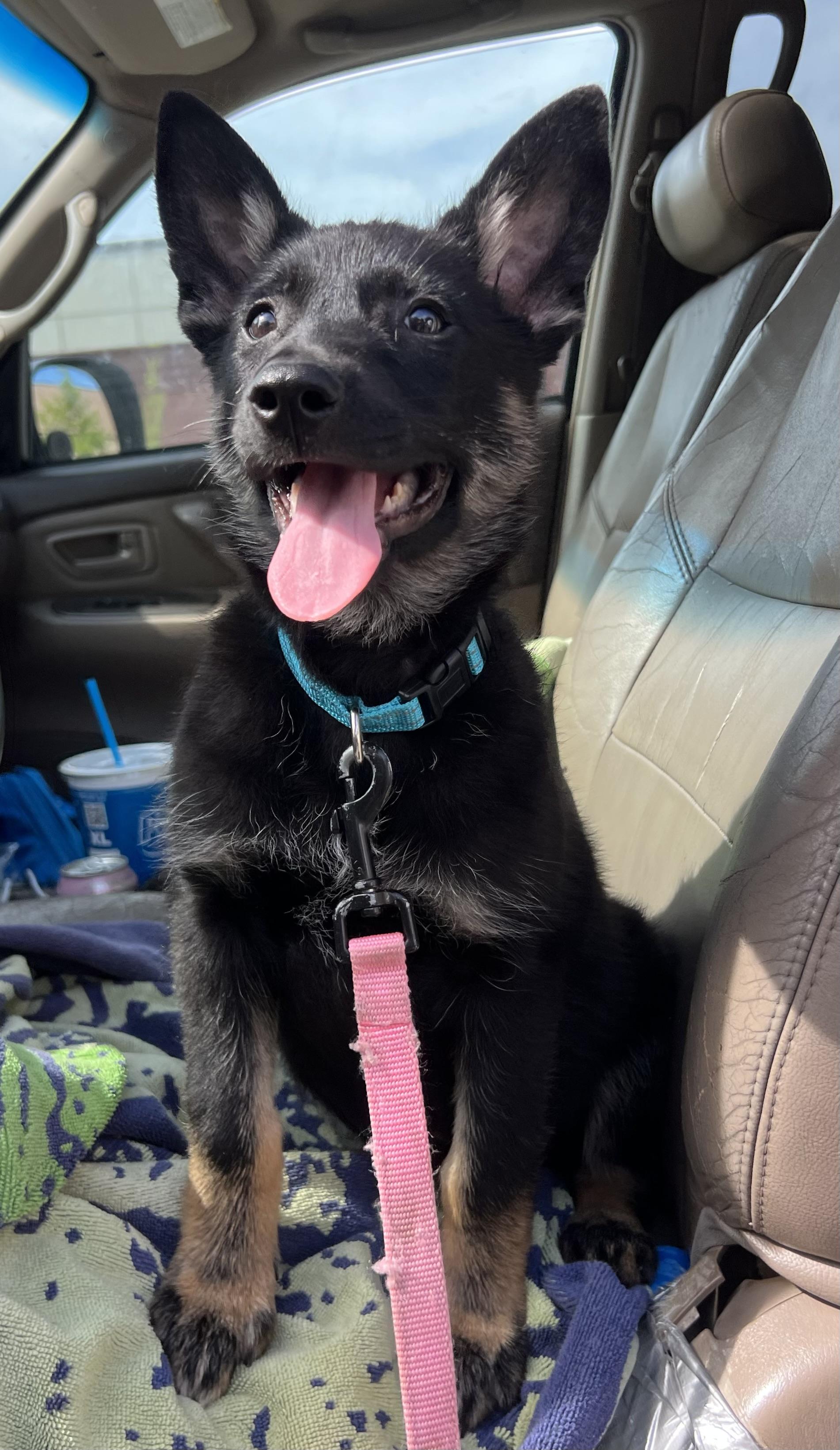 Enlarge Moira, a ADOPTABLE German Shepherd Dog in Mt Pleasant, SC image 6/6
