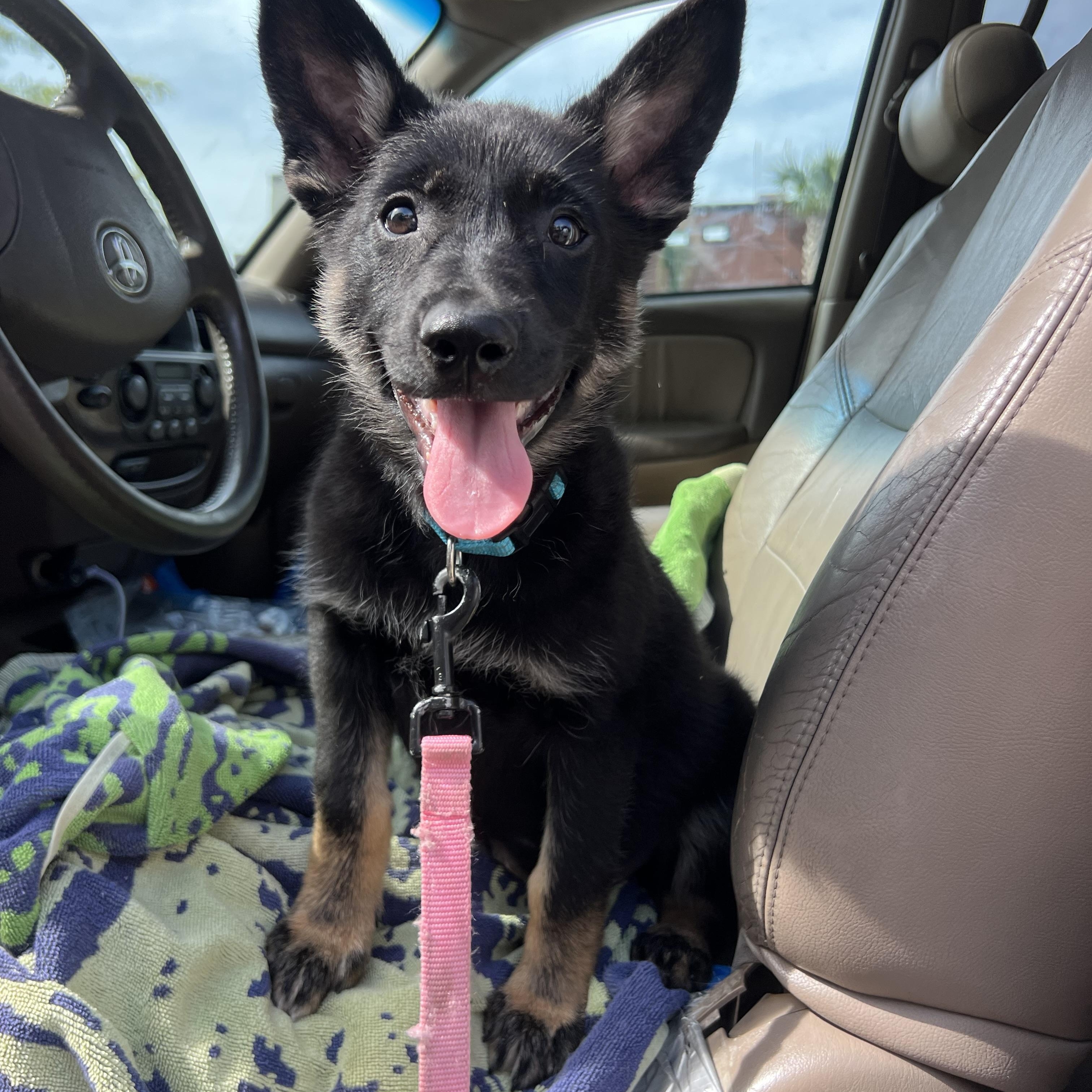 Moira, ADOPTABLE, Puppy Female German Shepherd Dog.