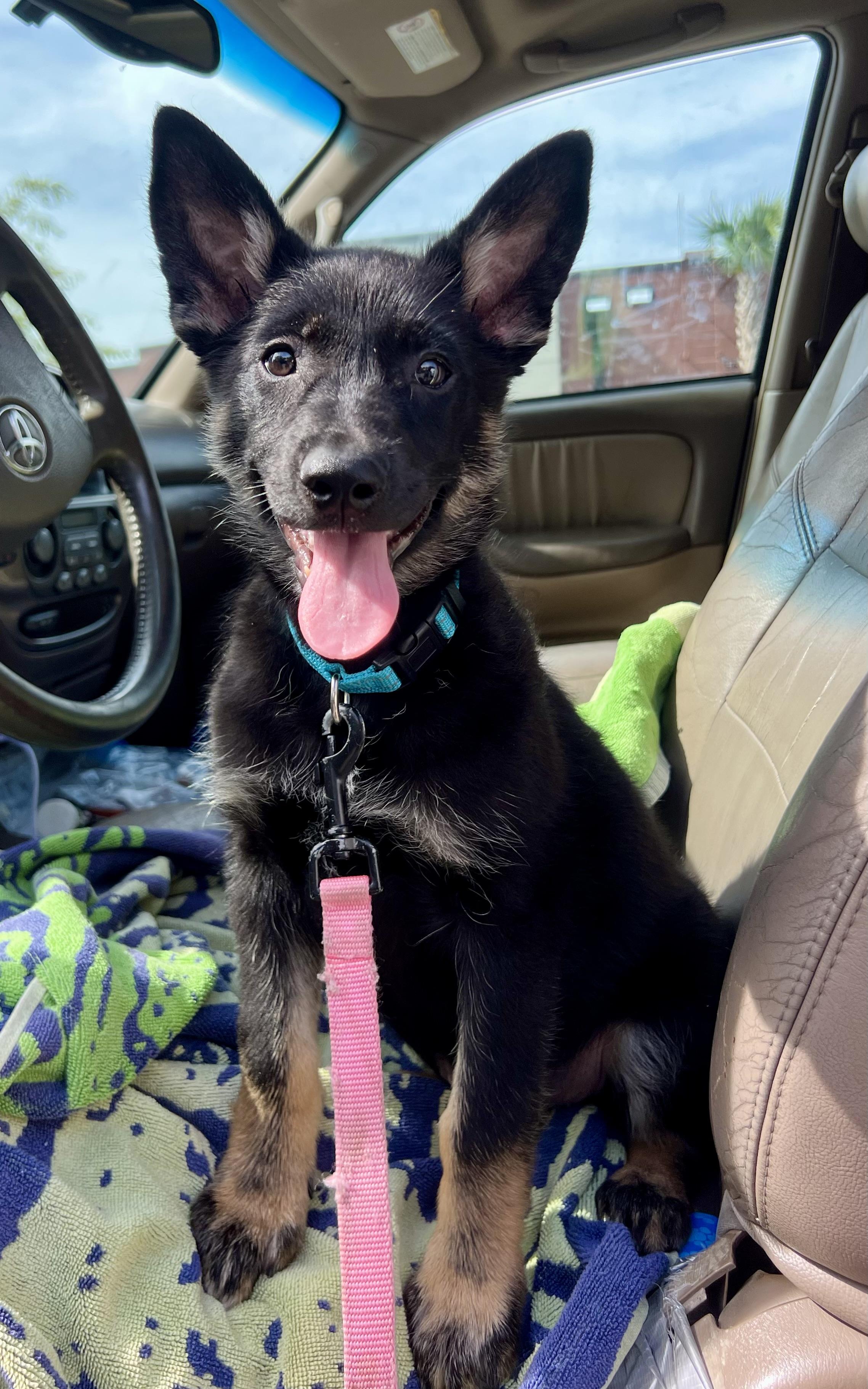 Enlarge Moira, a ADOPTABLE German Shepherd Dog in Mt Pleasant, SC image 2/6