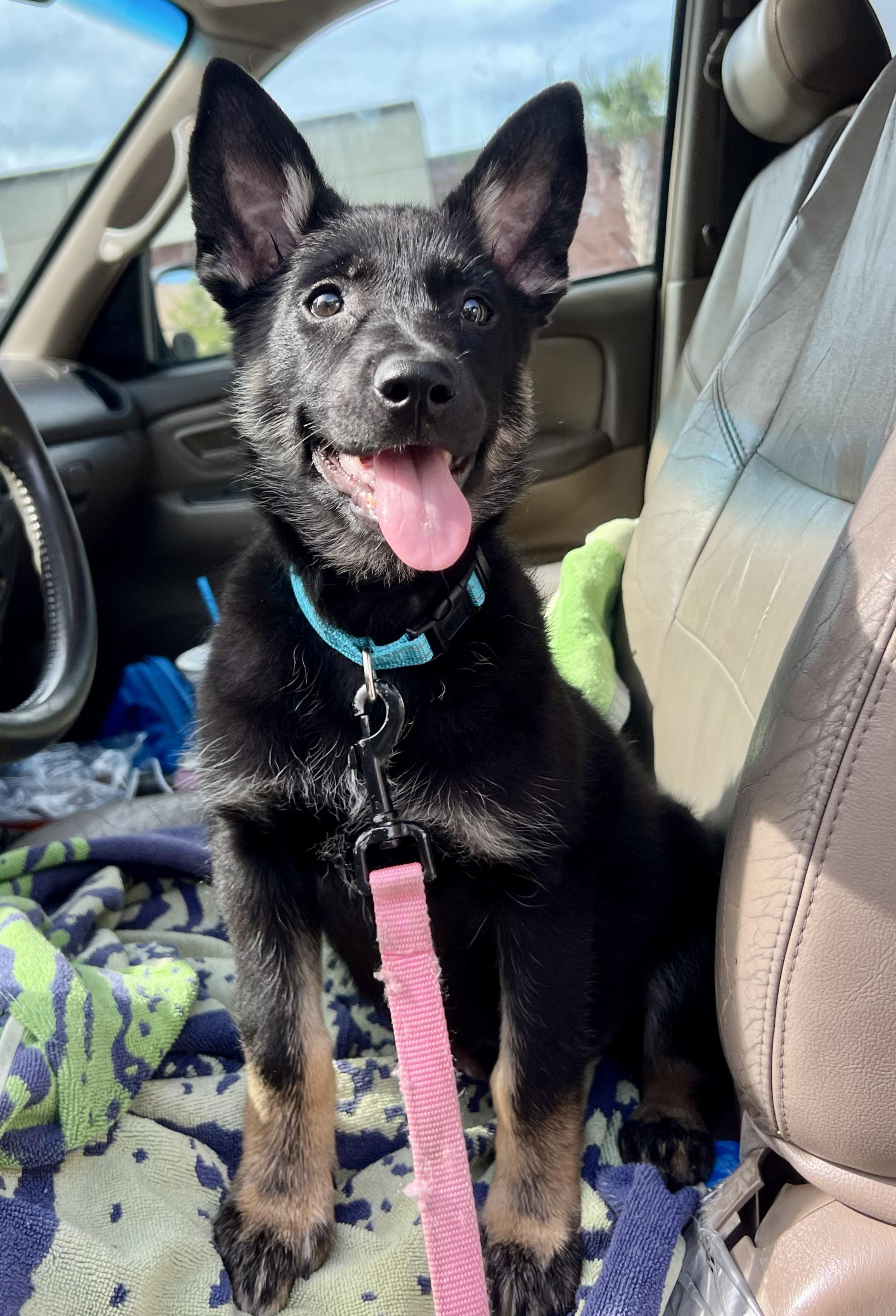 Enlarge Moira, a ADOPTABLE German Shepherd Dog in Mt Pleasant, SC image 4/6