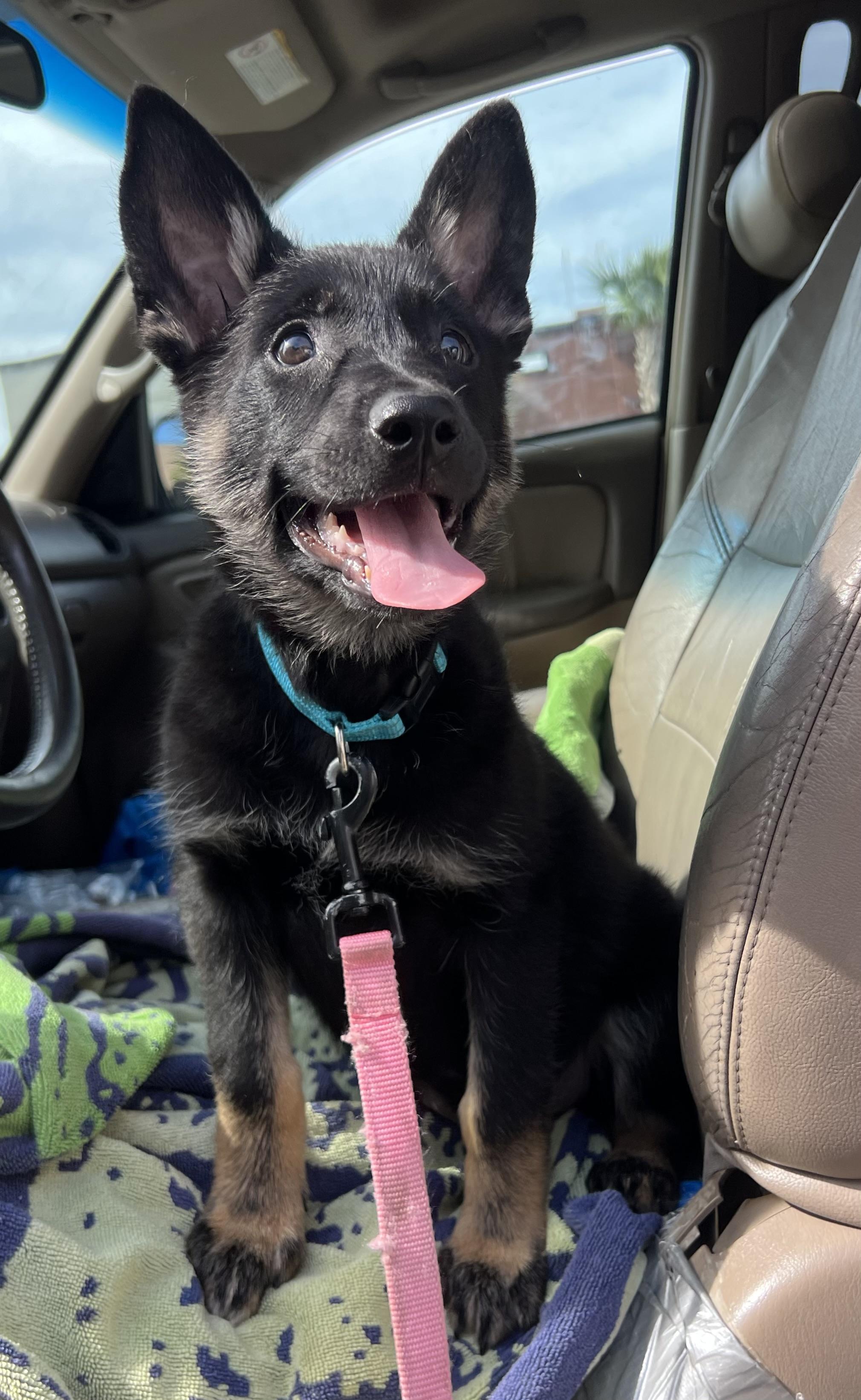 Enlarge Moira, a ADOPTABLE German Shepherd Dog in Mt Pleasant, SC image 5/6