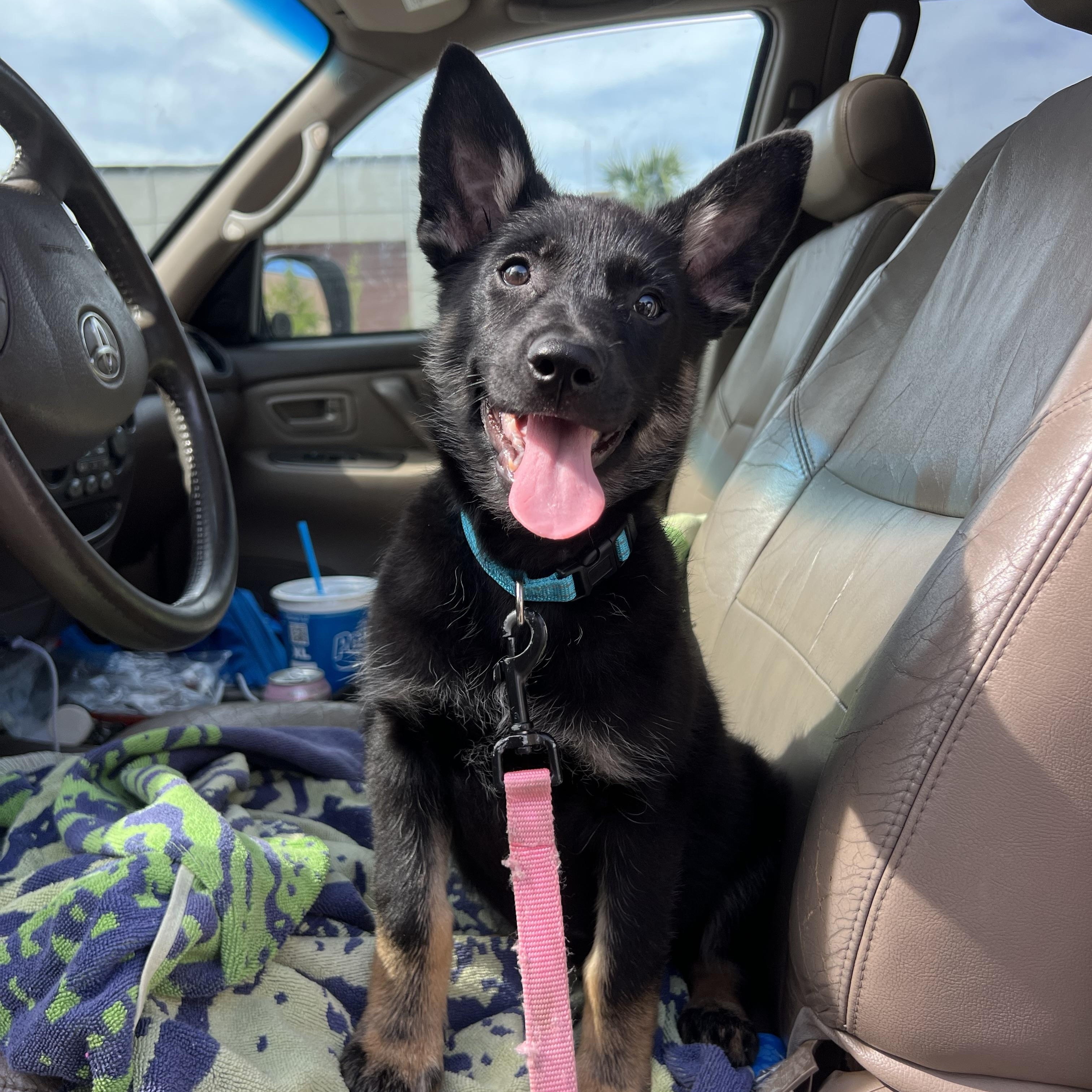Enlarge Moira, a ADOPTABLE German Shepherd Dog in Mt Pleasant, SC image 3/6