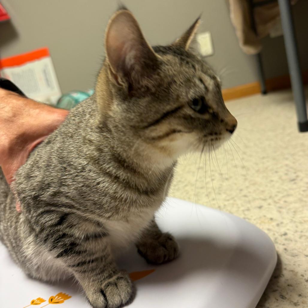 Enlarge Frankie (no collar), a Adoptable Domestic Short Hair in Bismarck, ND image 1/3
