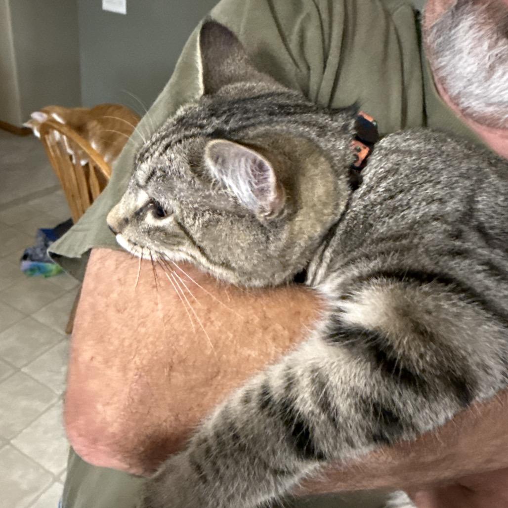Enlarge Frankie (no collar), a Adoptable Domestic Short Hair in Bismarck, ND image 2/3