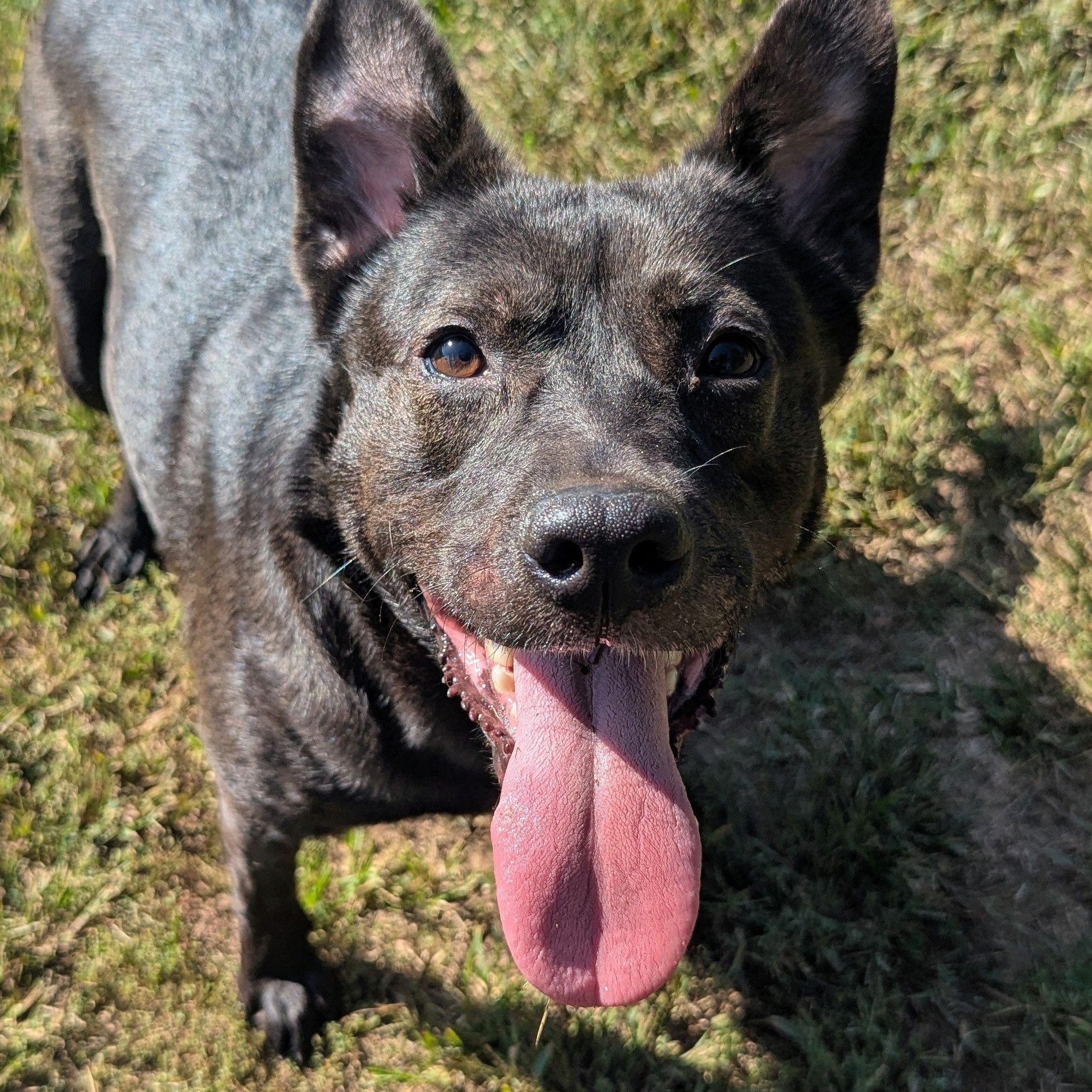 Baby, a Adoptable mixed breed in Mishawaka, IN image 6/6