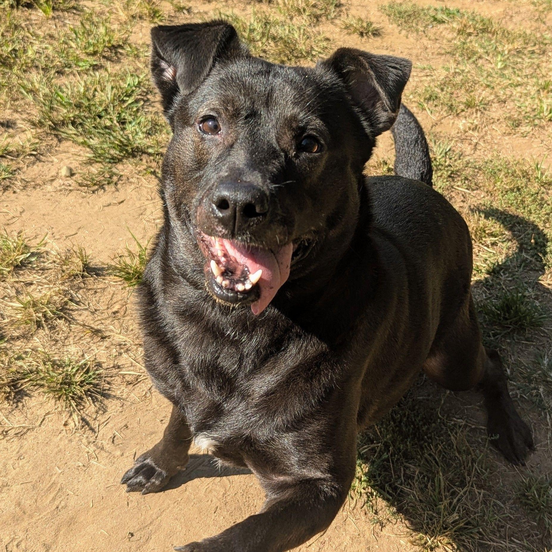 Baby, Adoptable, Adult Female Border Collie.