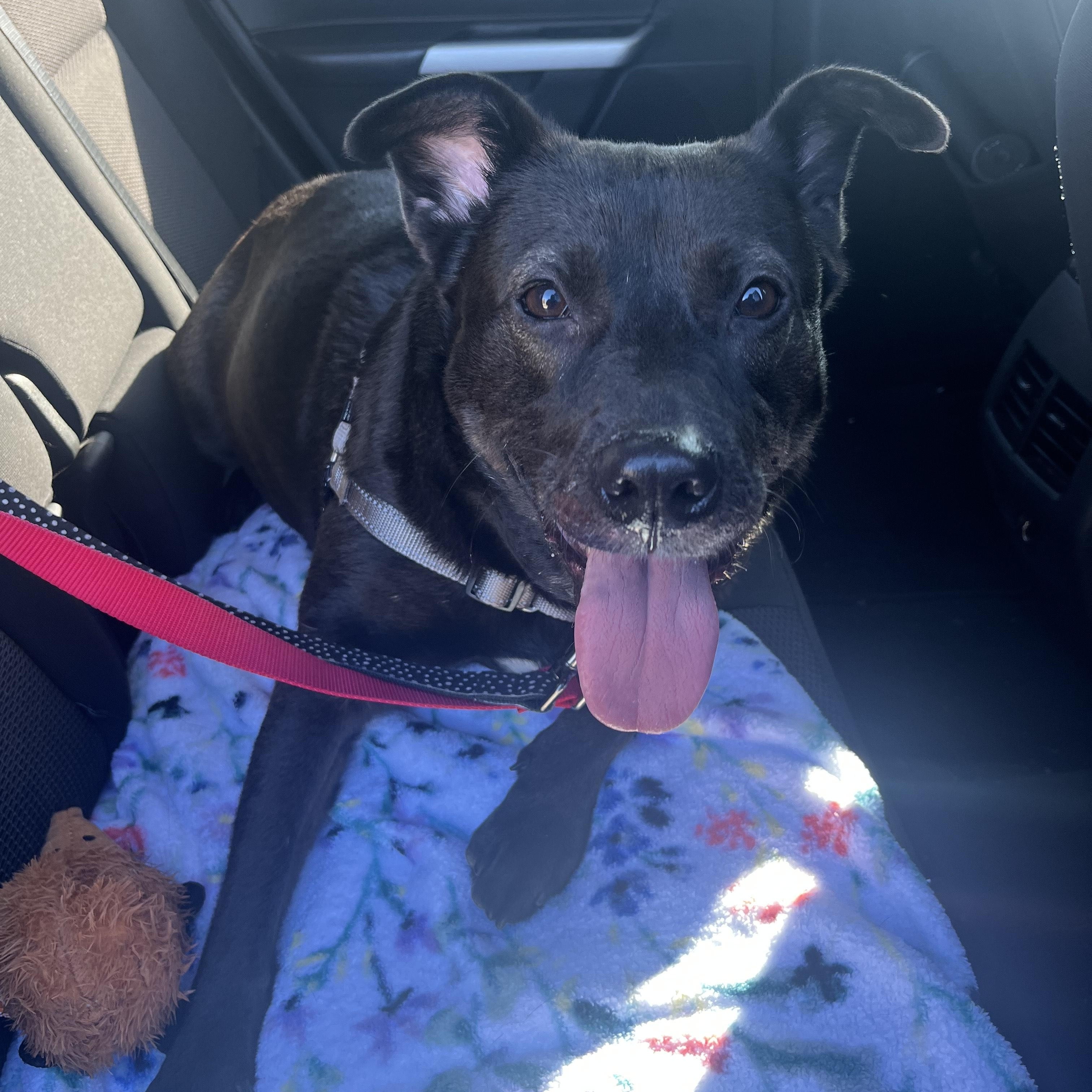 Baby, a Adoptable mixed breed in Mishawaka, IN image 2/6