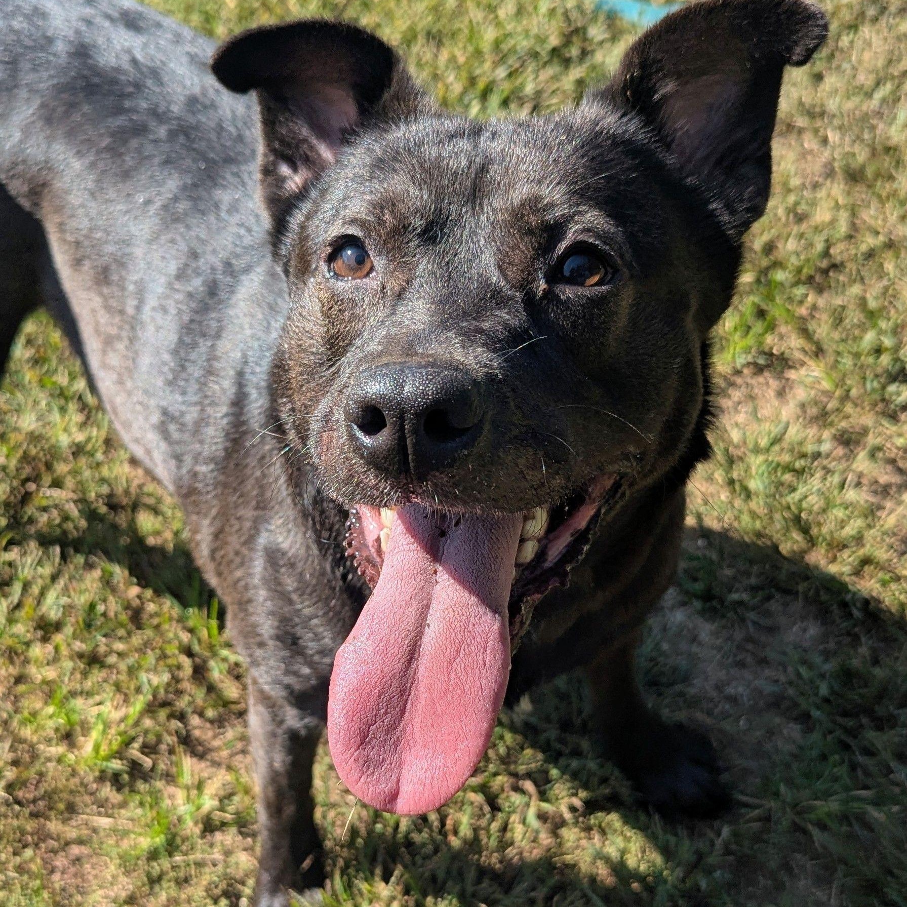 Baby, a Adoptable mixed breed in Mishawaka, IN image 4/6