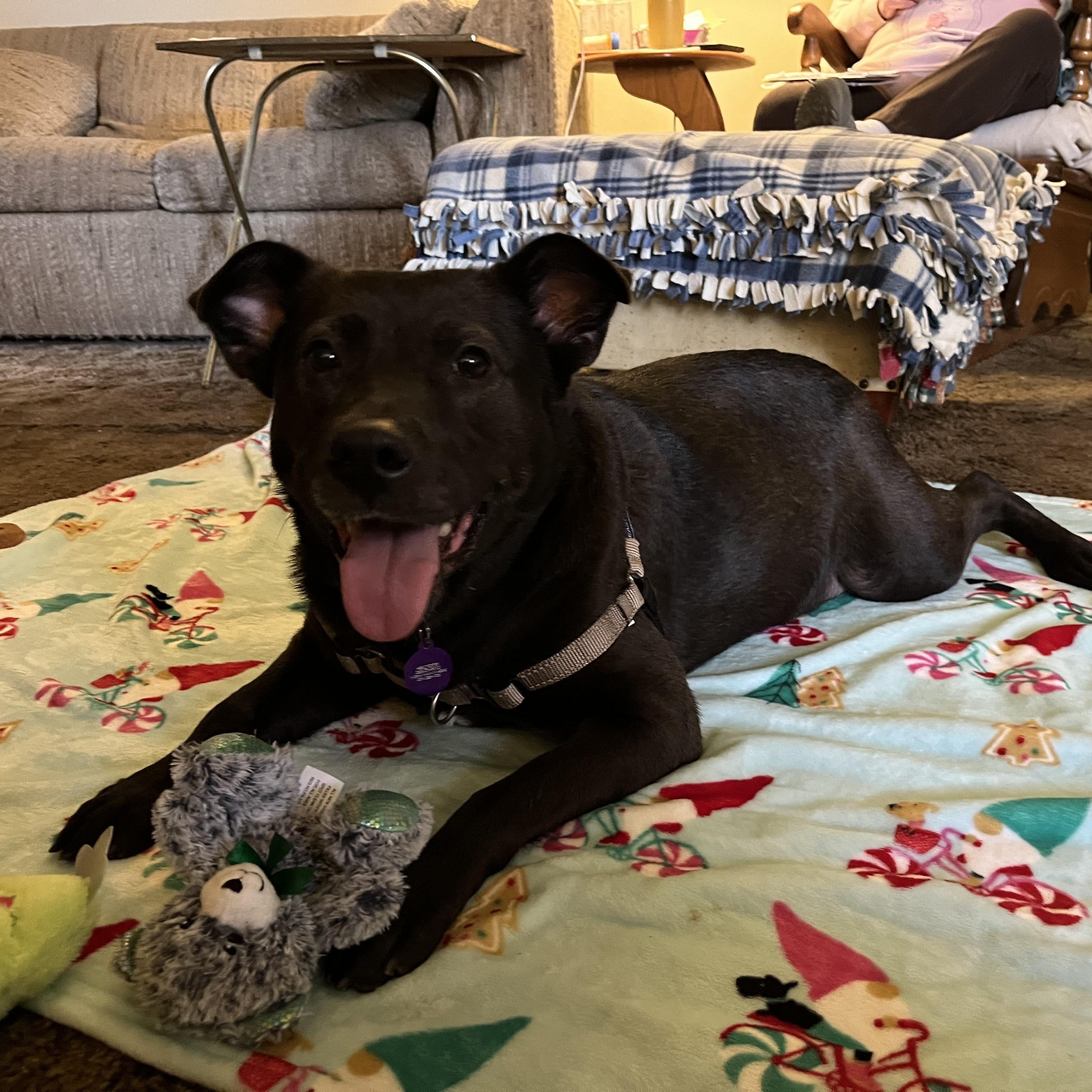 Baby, a Adoptable mixed breed in Mishawaka, IN image 3/6