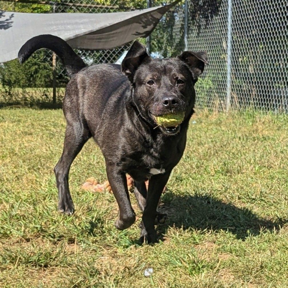 Baby, a Adoptable mixed breed in Mishawaka, IN image 5/6