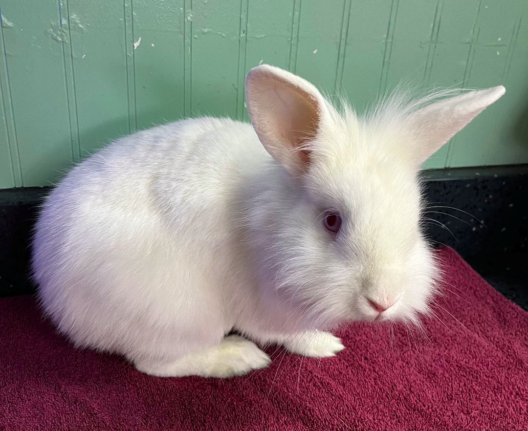 Lyla, Adoptable, Adult Female Lionhead.