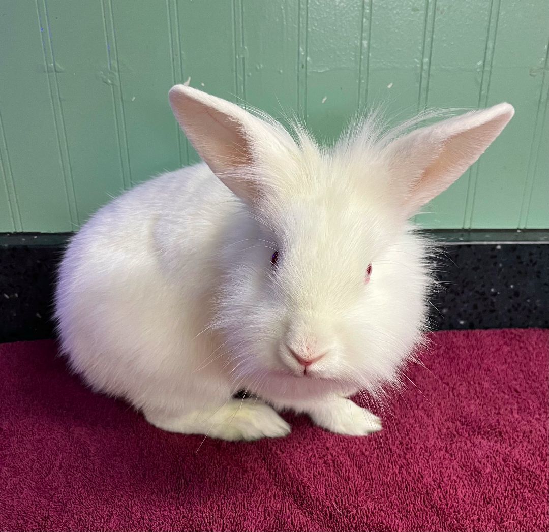 Lyla, a Adoptable Lionhead in Harrisburg, PA image 2/3