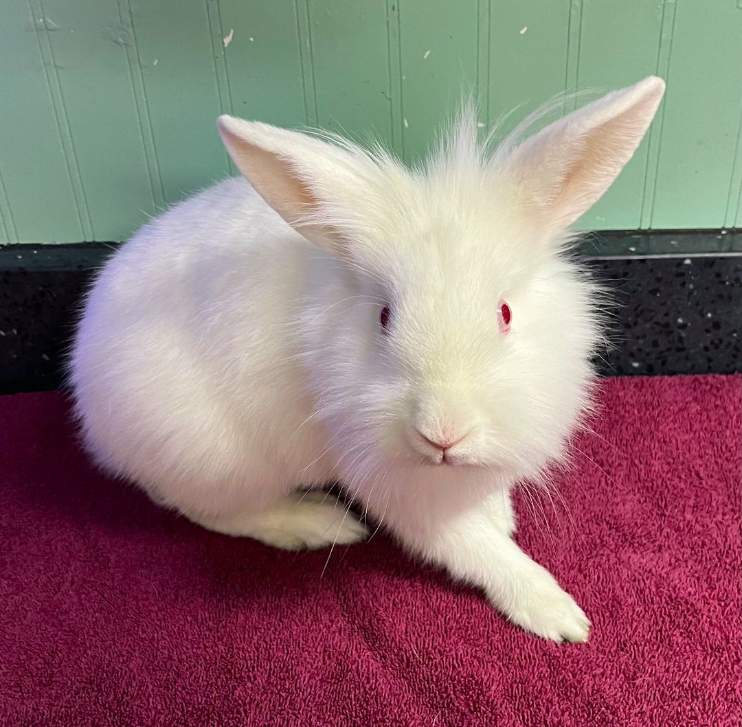 Lyla, a Adoptable Lionhead in Harrisburg, PA image 3/3