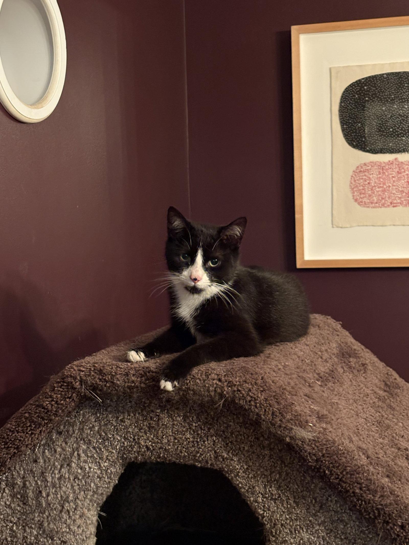 Enlarge Dottie - KITTEN in foster, a Adoptable Domestic Short Hair in Alexandria, VA image 1/3