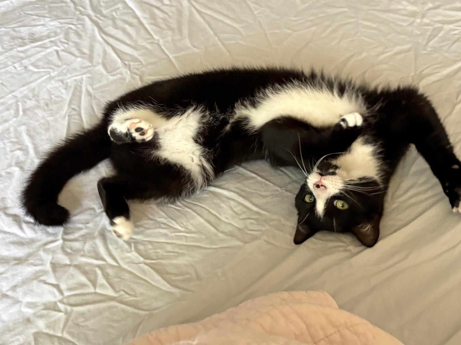Enlarge Dottie - KITTEN in foster, a Adoptable Domestic Short Hair in Alexandria, VA image 2/3