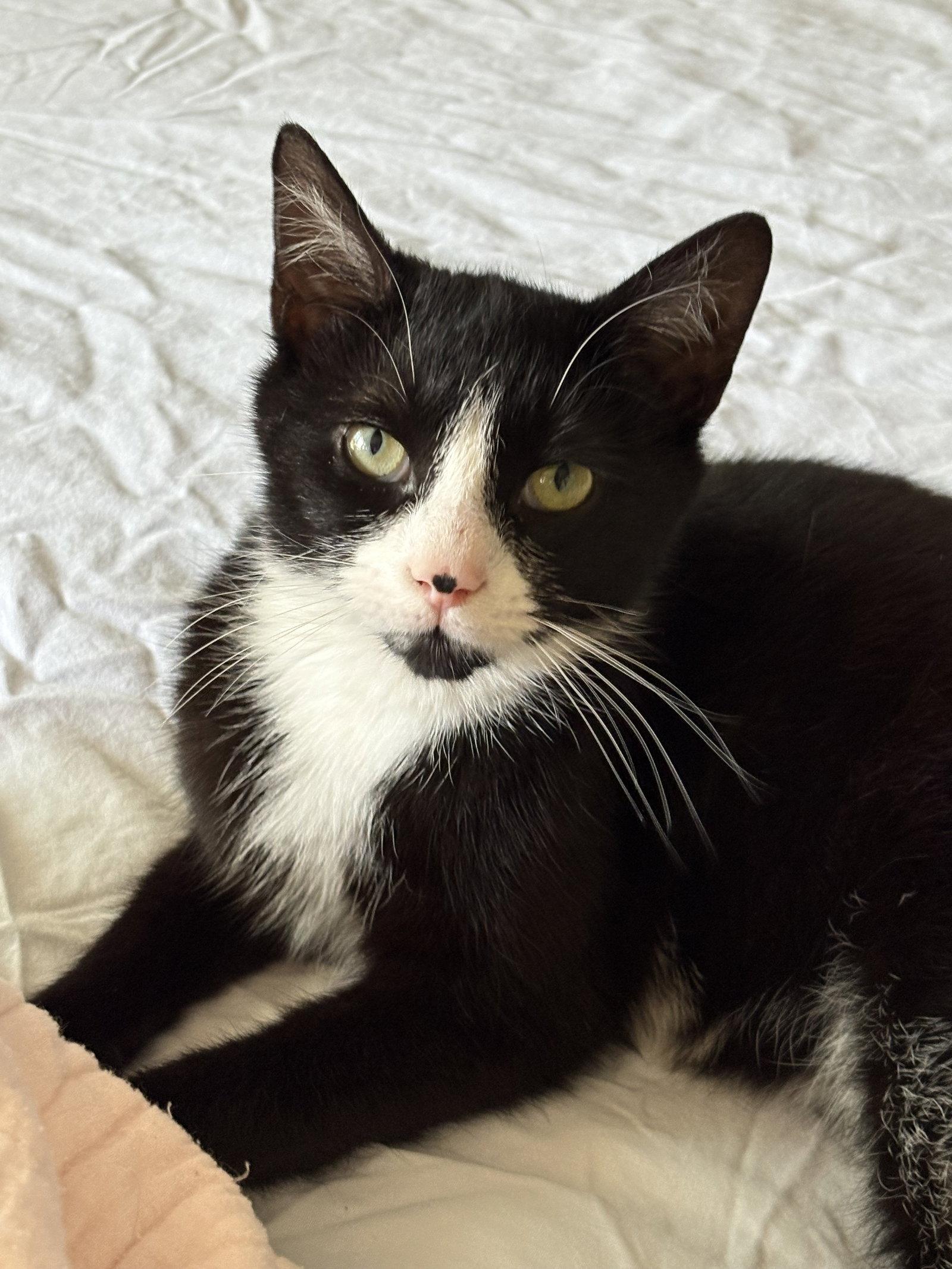 Enlarge Dottie - KITTEN in foster, a Adoptable Domestic Short Hair in Alexandria, VA image 3/3