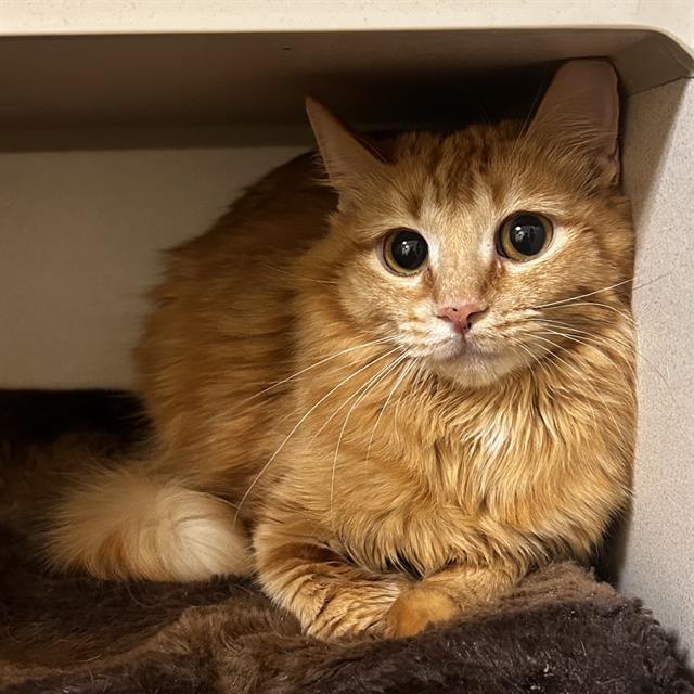 SARIA, Adoptable, Young Female Domestic Short Hair.