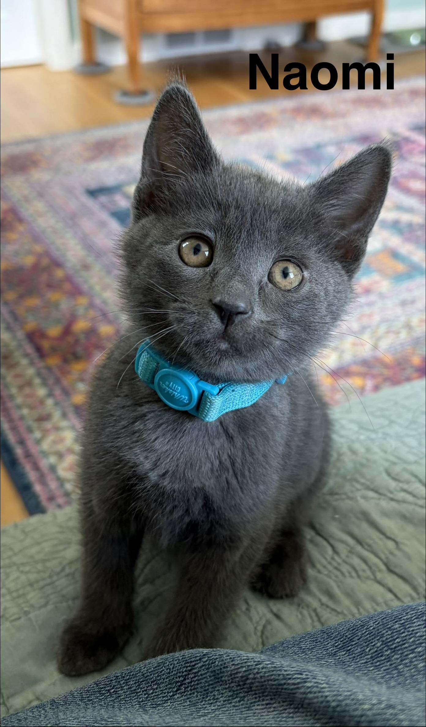 Naomi, Adoptable, Kitten Female Domestic Short Hair.