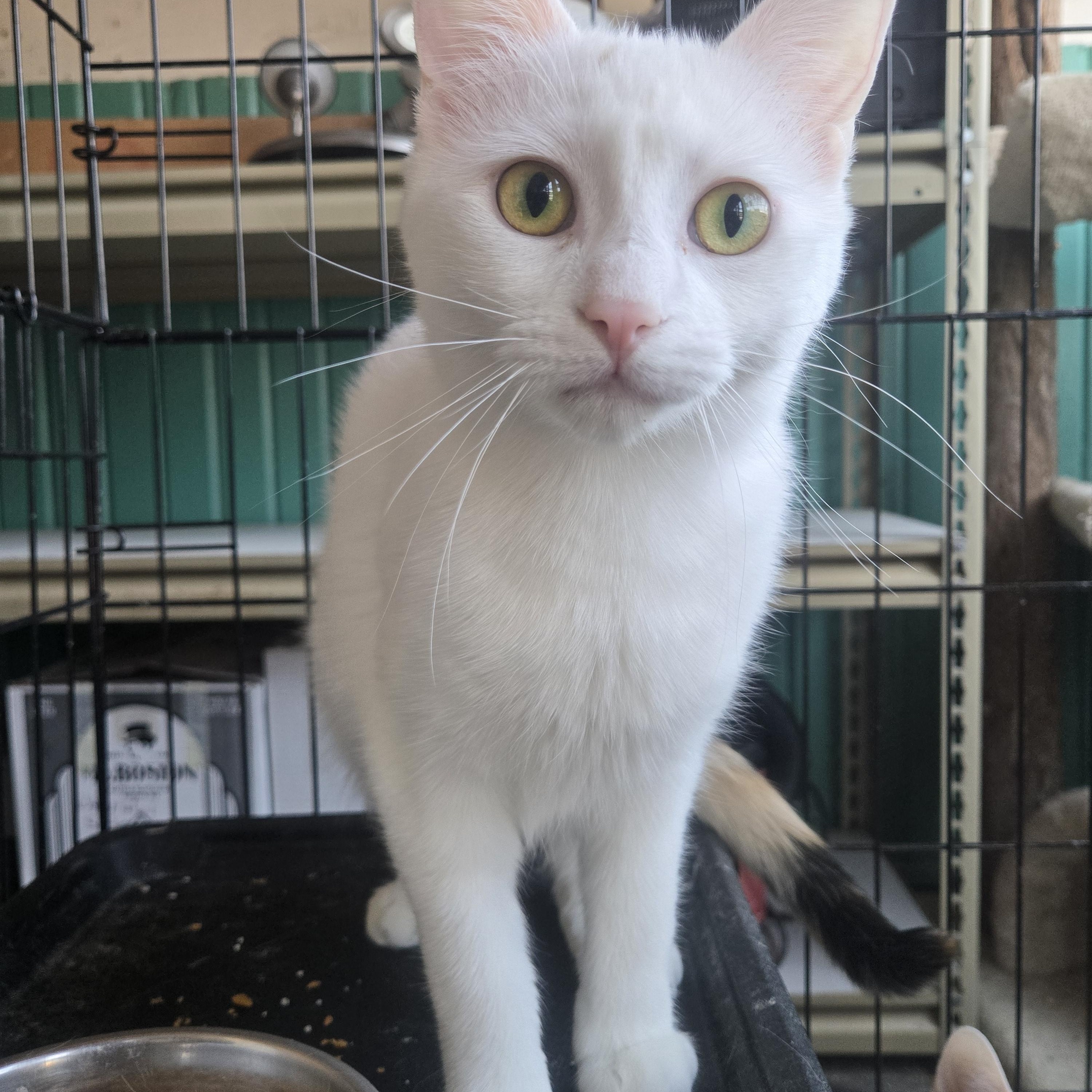 Elisabeth ( bonded with Penelope), Adoptable, Young Female Domestic Short Hair.
