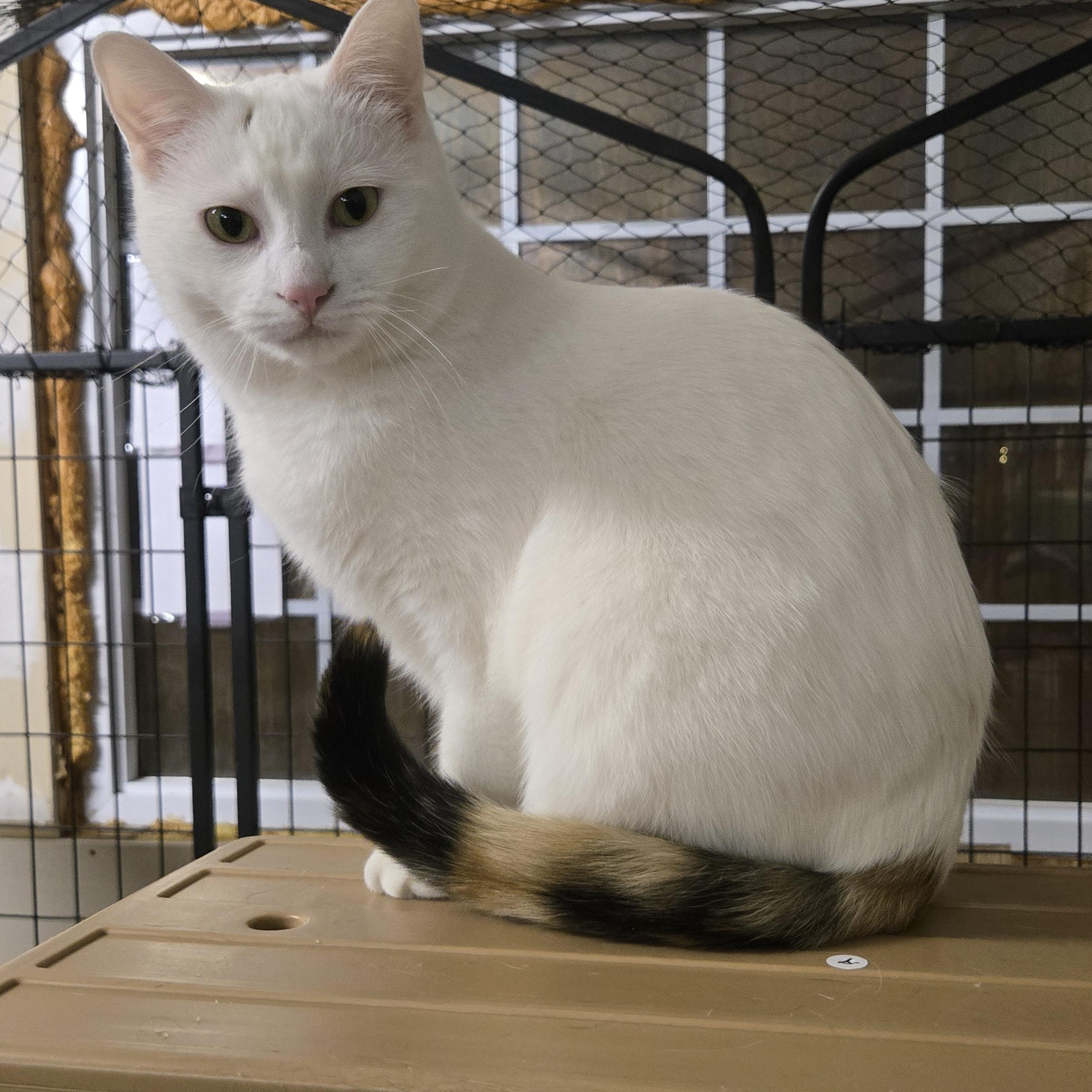 Enlarge Elisabeth ( bonded with Penelope), a Adoptable Domestic Short Hair in Reeseville, WI image 4/6
