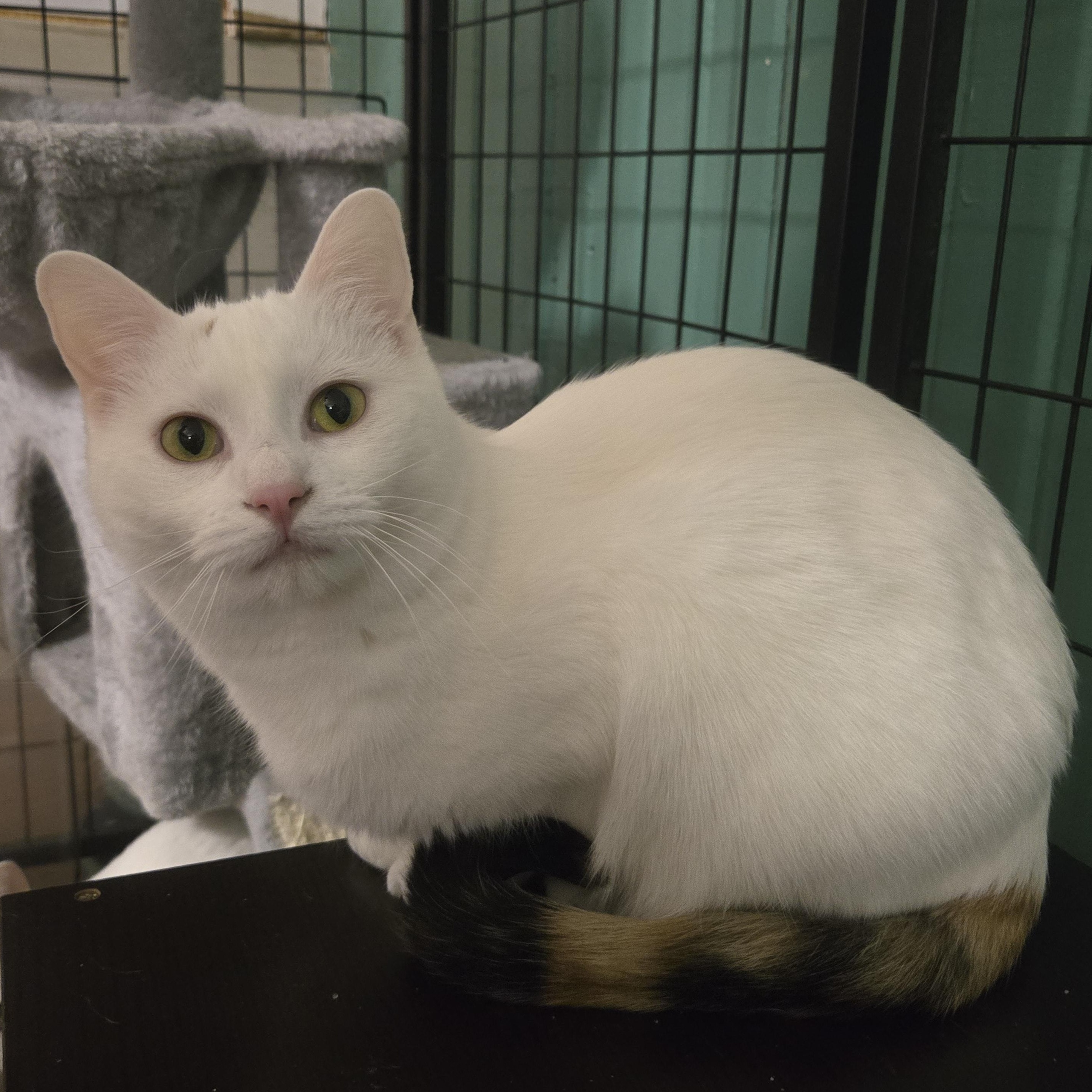 Enlarge Elisabeth ( bonded with Penelope), a Adoptable Domestic Short Hair in Reeseville, WI image 5/6