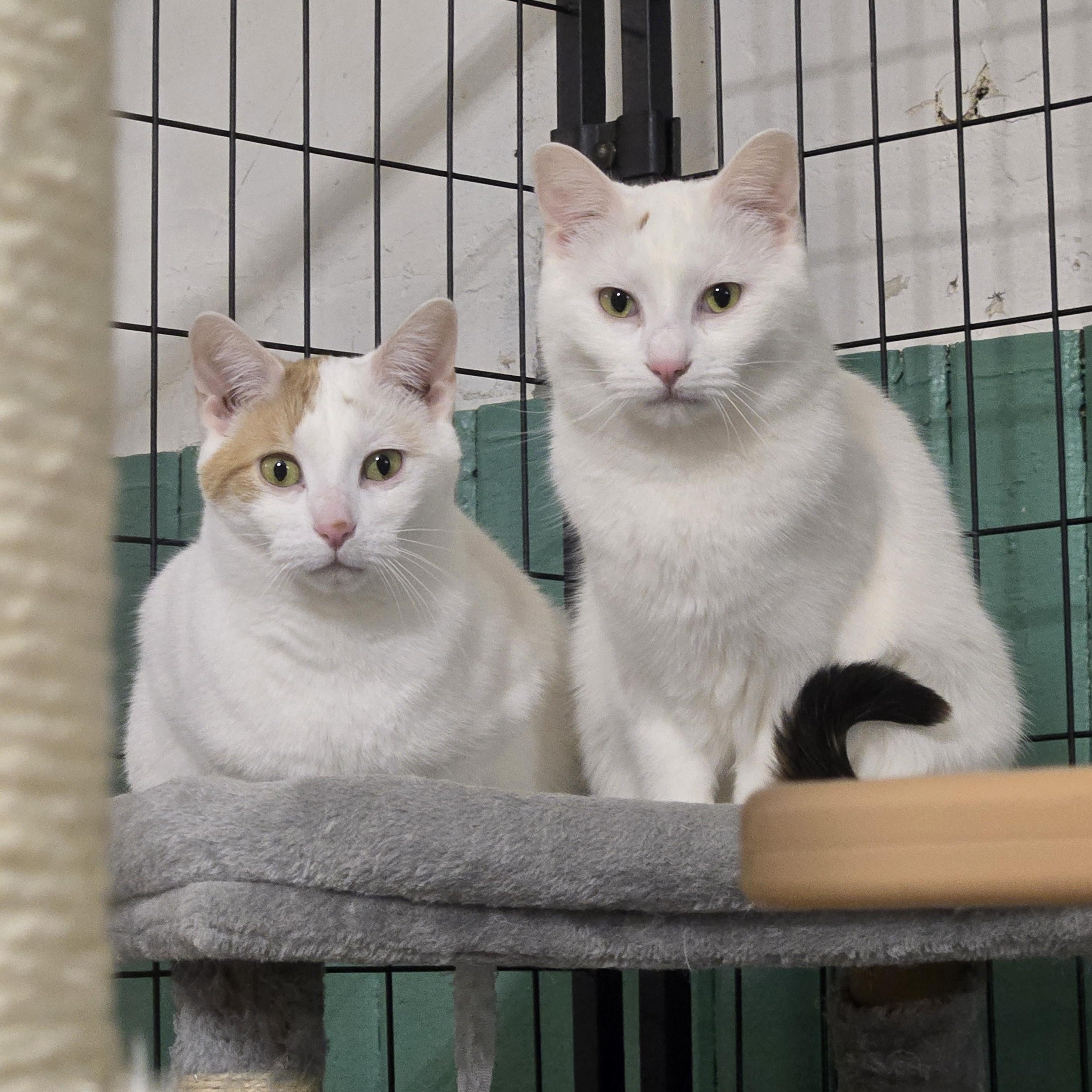 Enlarge Elisabeth ( bonded with Penelope), a Adoptable Domestic Short Hair in Reeseville, WI image 6/6