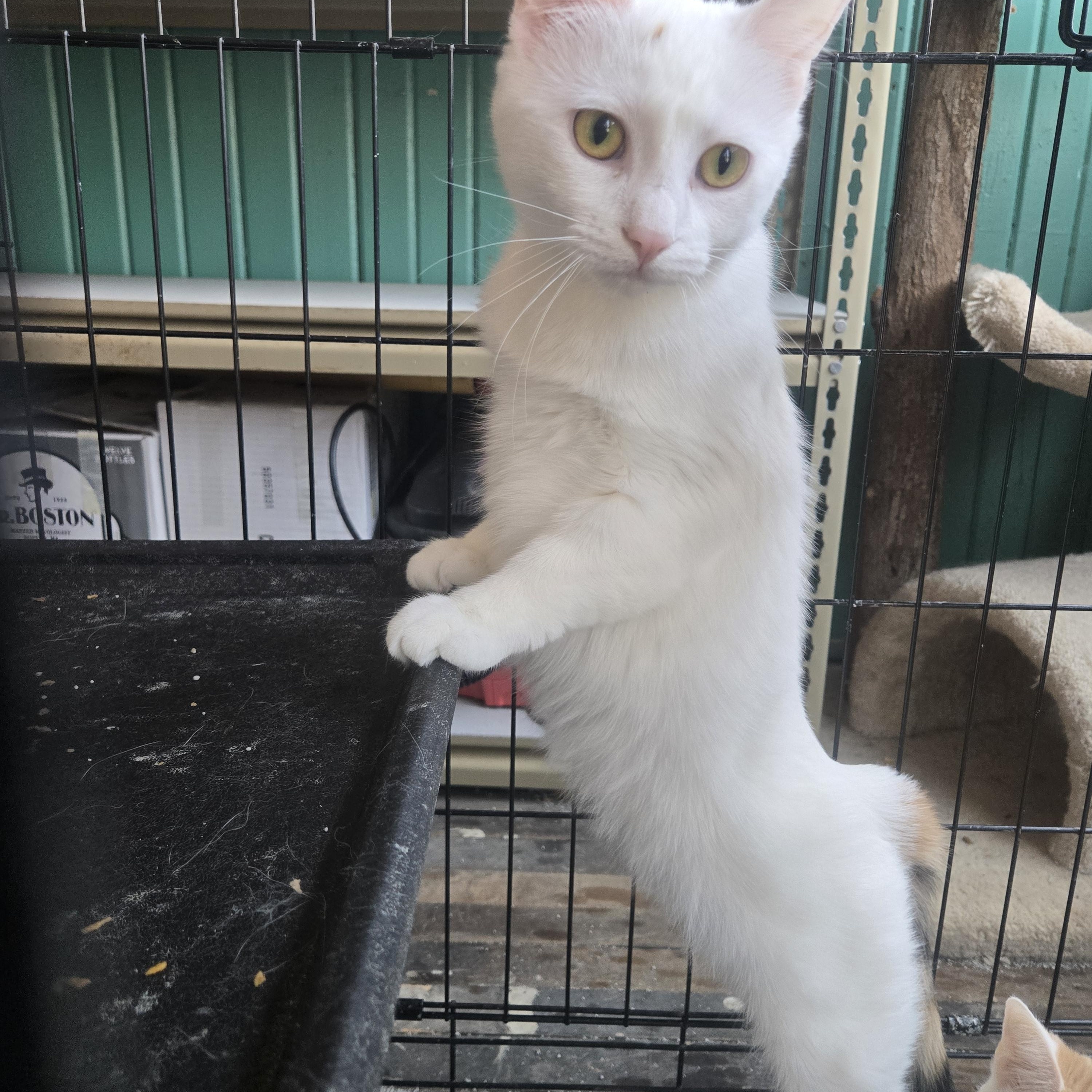 Elisabeth ( bonded with Penelope), a Adoptable Domestic Short Hair in Reeseville, WI image 2/3