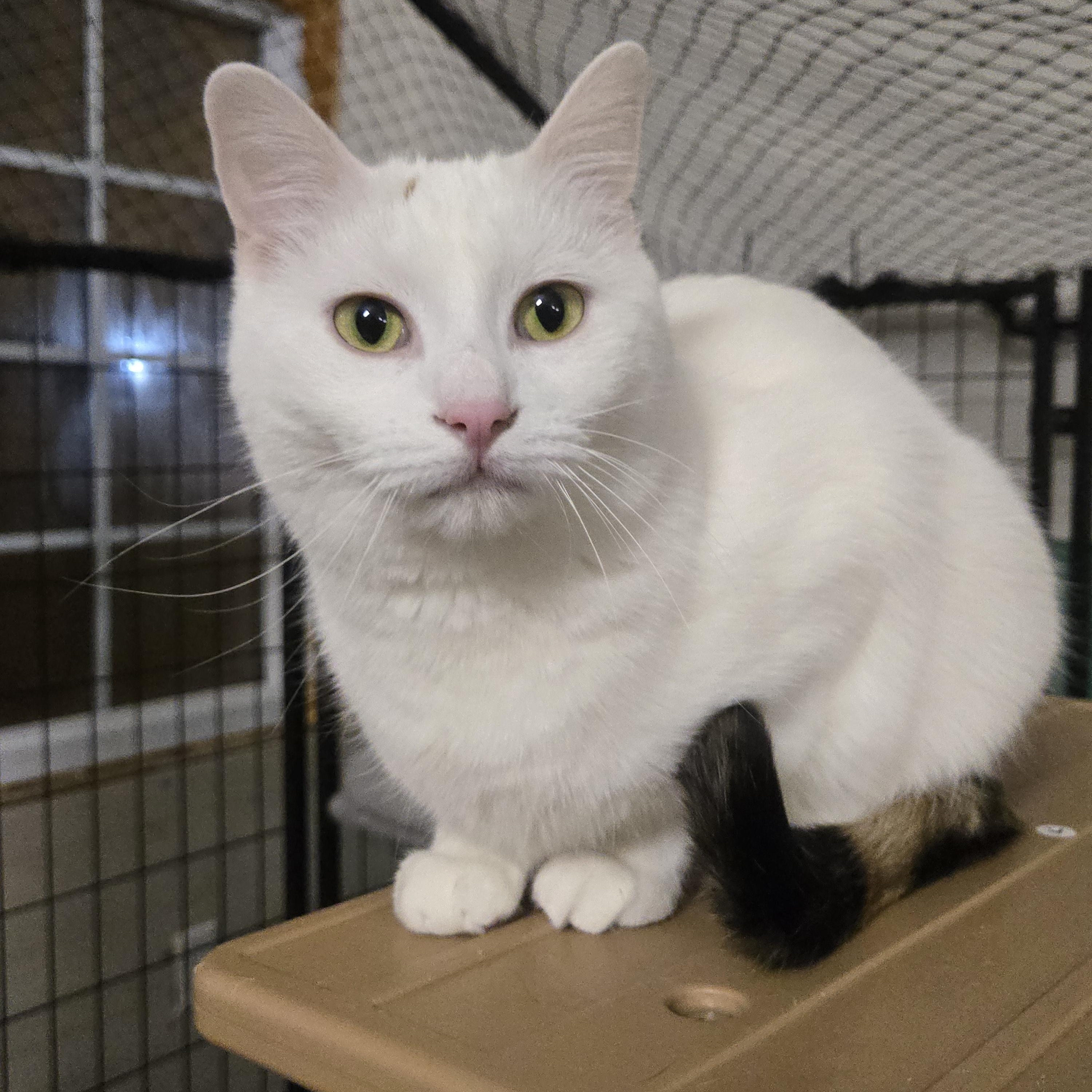 Enlarge Elisabeth ( bonded with Penelope), a Adoptable Domestic Short Hair in Reeseville, WI image 1/6