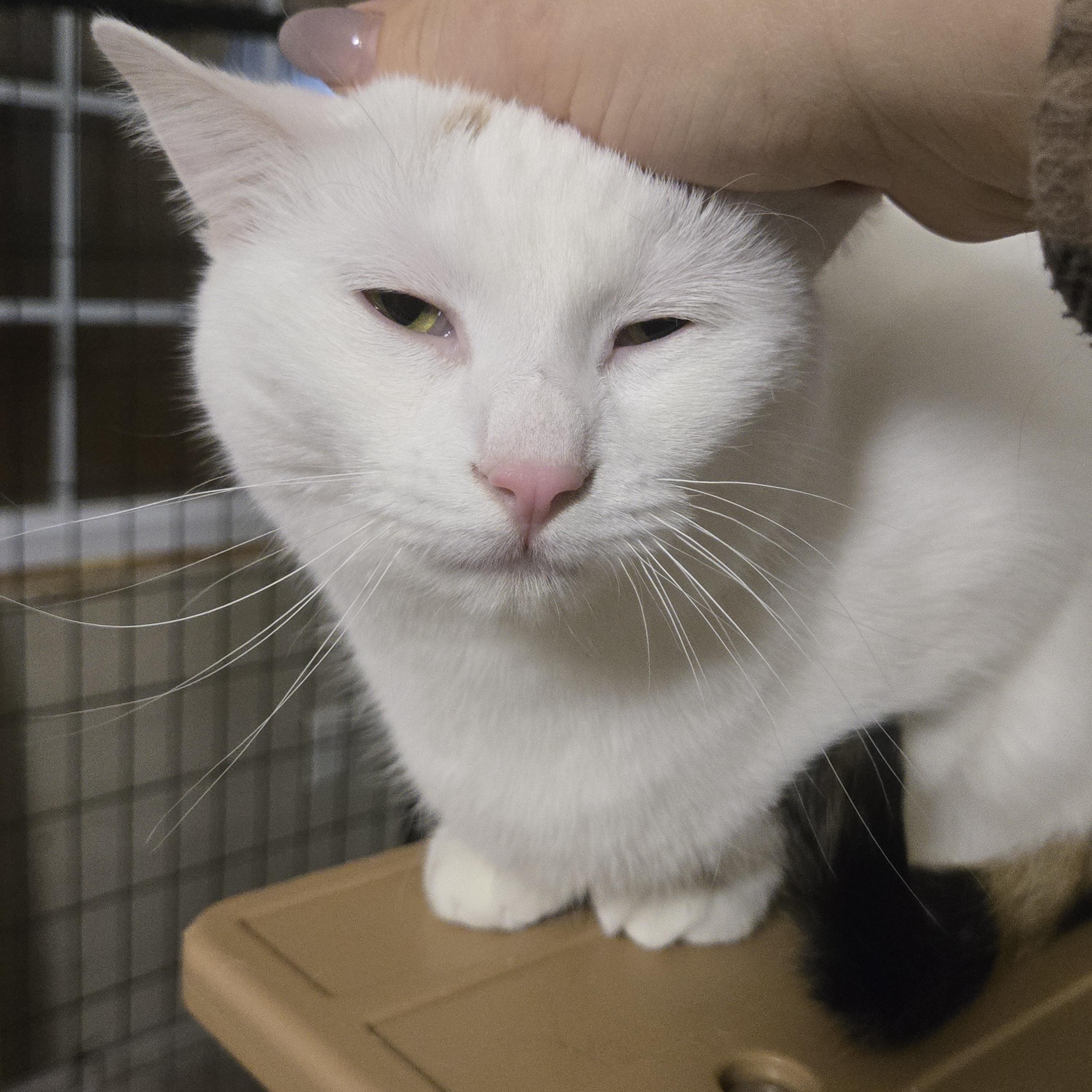 Enlarge Elisabeth ( bonded with Penelope), a Adoptable Domestic Short Hair in Reeseville, WI image 3/6