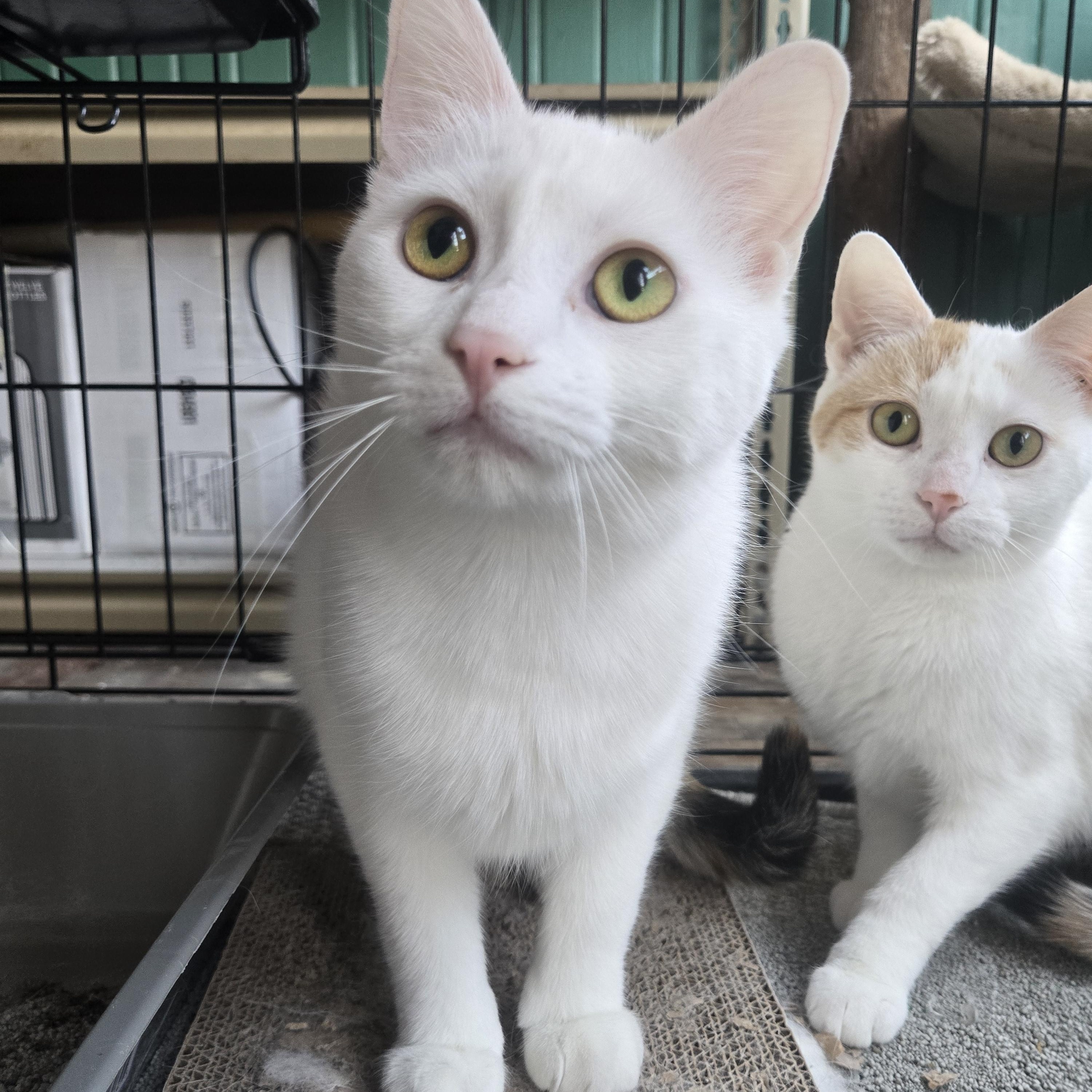 Elisabeth ( bonded with Penelope), a Adoptable Domestic Short Hair in Reeseville, WI image 3/3