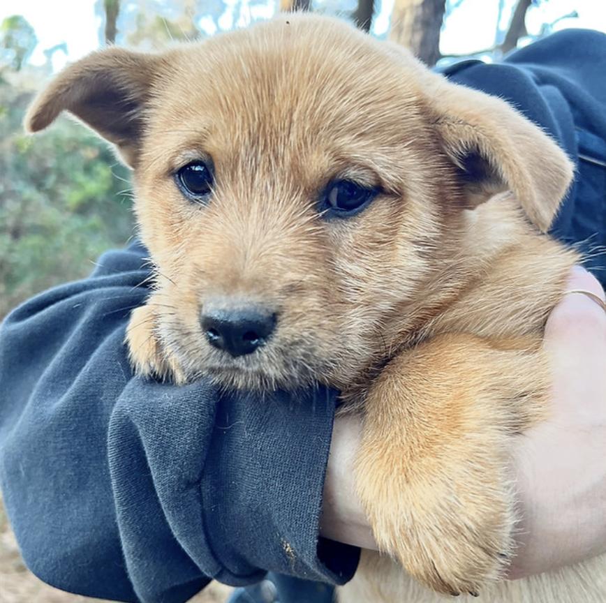 Sybil — thumbnail 3